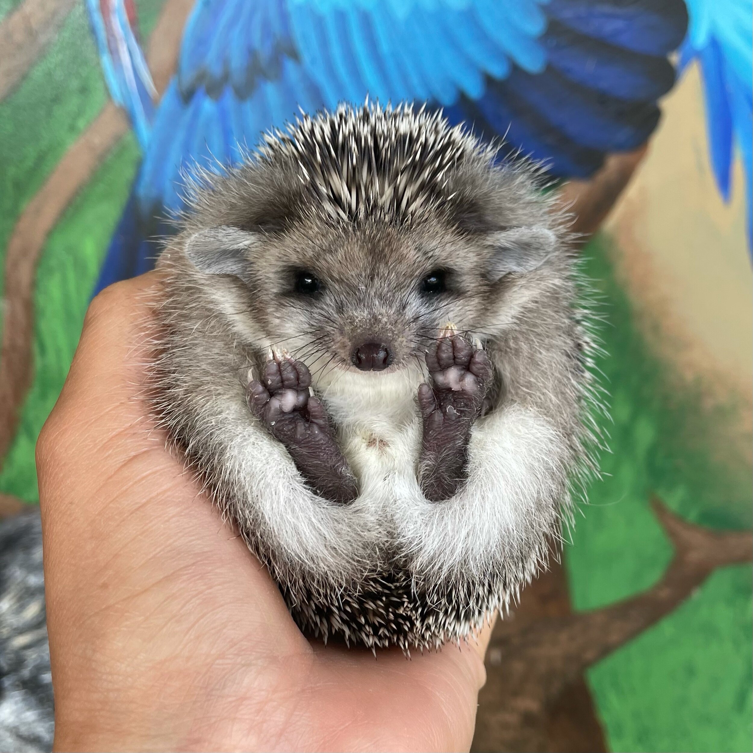 Long-Eared Hedgehogs