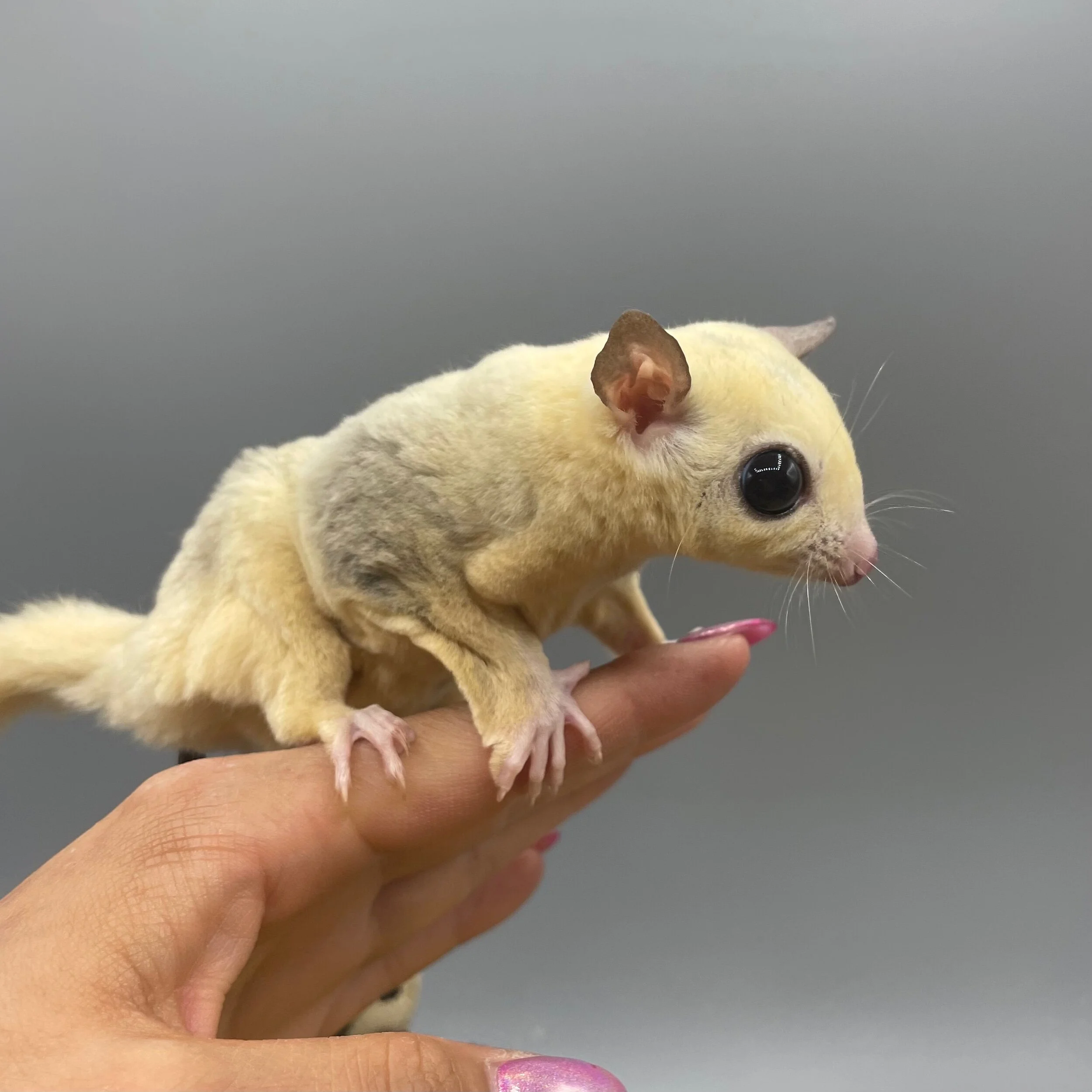 59D083F3-15DB-4A39-90B2-34A5BA2FAB17