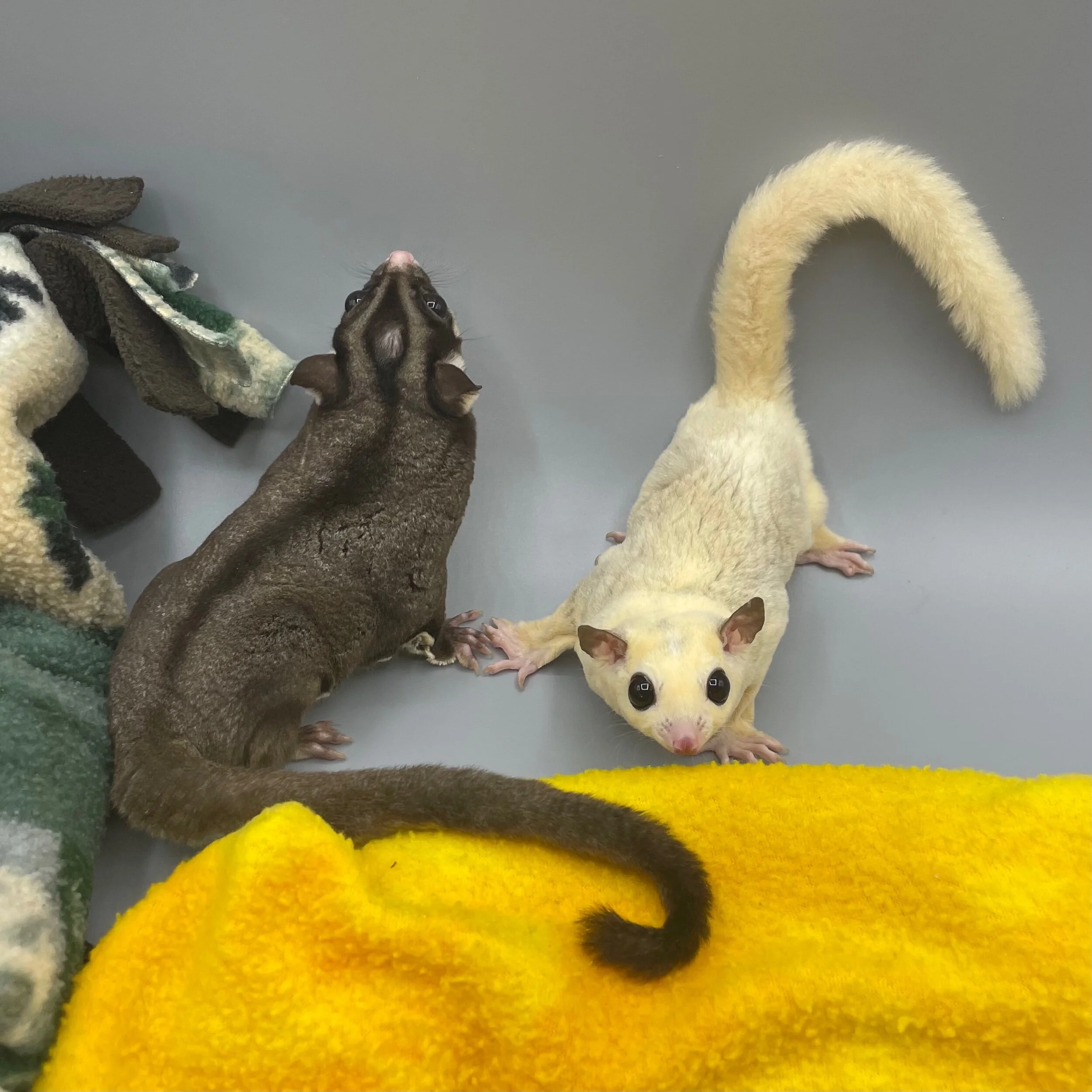 C61A9CC3-FFF9-4C02-9297-3725FD128D9D