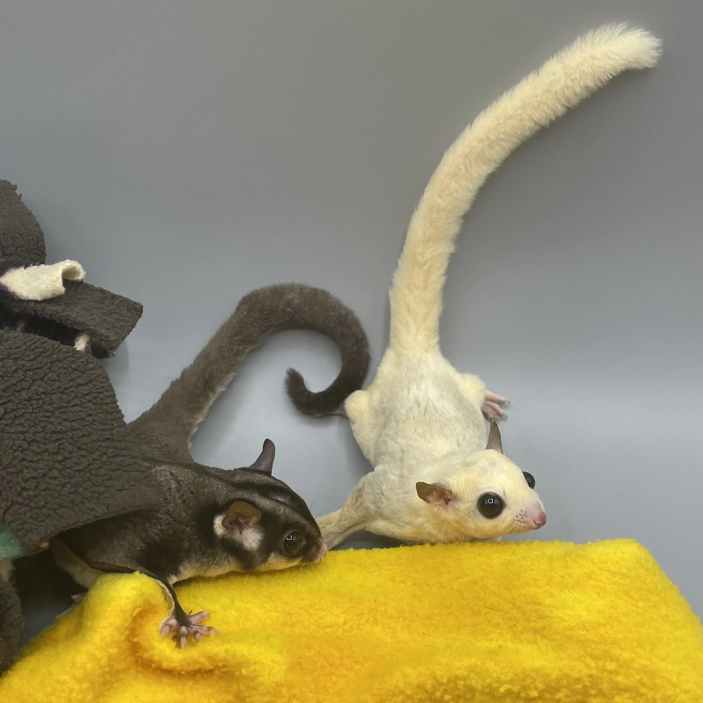 76FB5C5D-FD95-4ECA-9DC4-540032E9DC4A