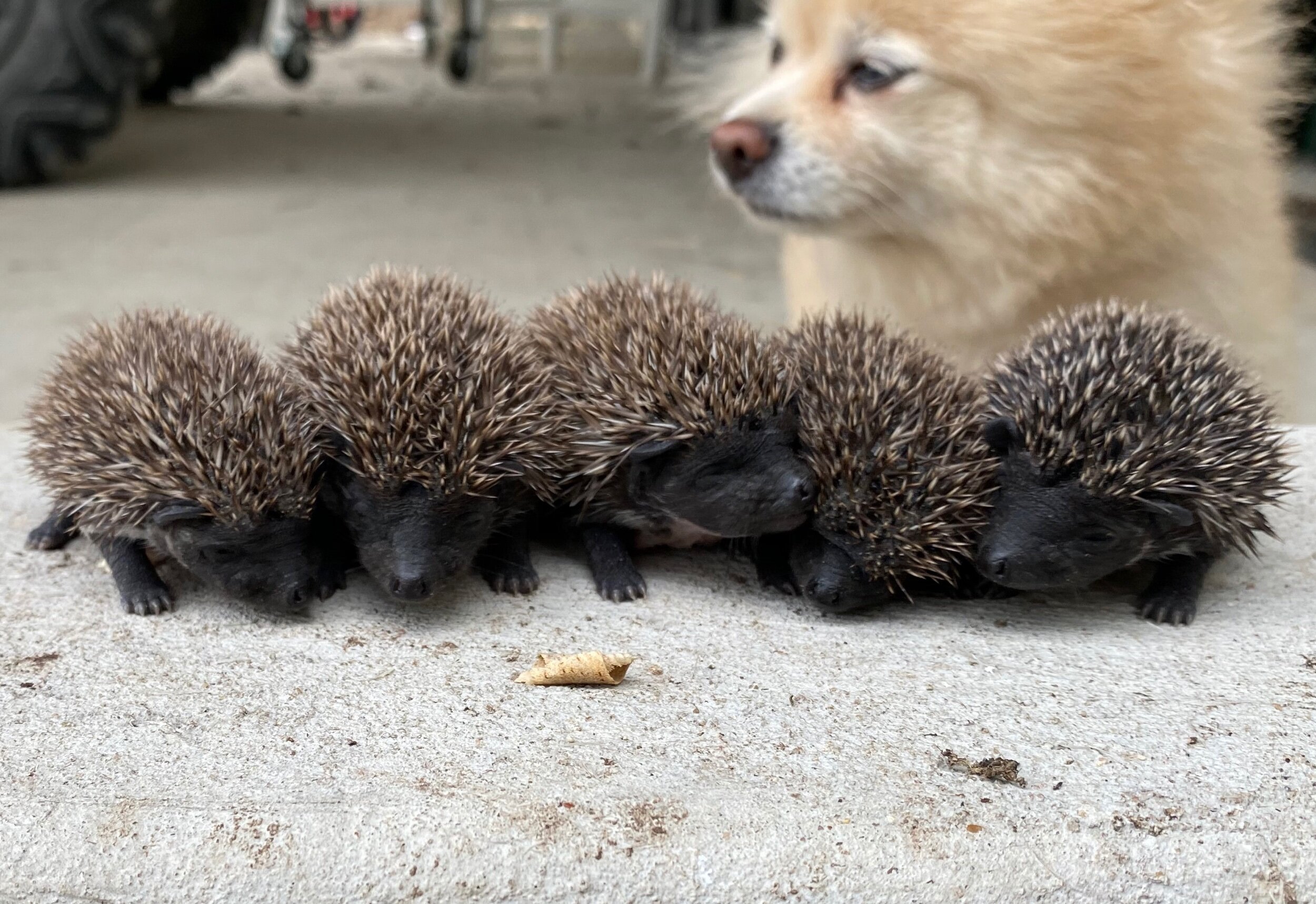 hedgehog breeds