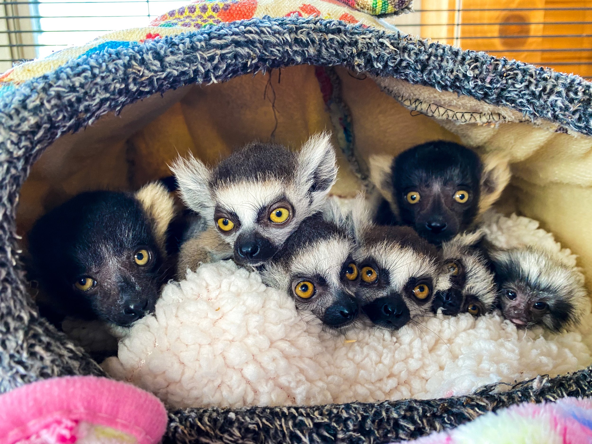 Lemur Rescue | Ringtail Ranch Lemur Rescue | United States