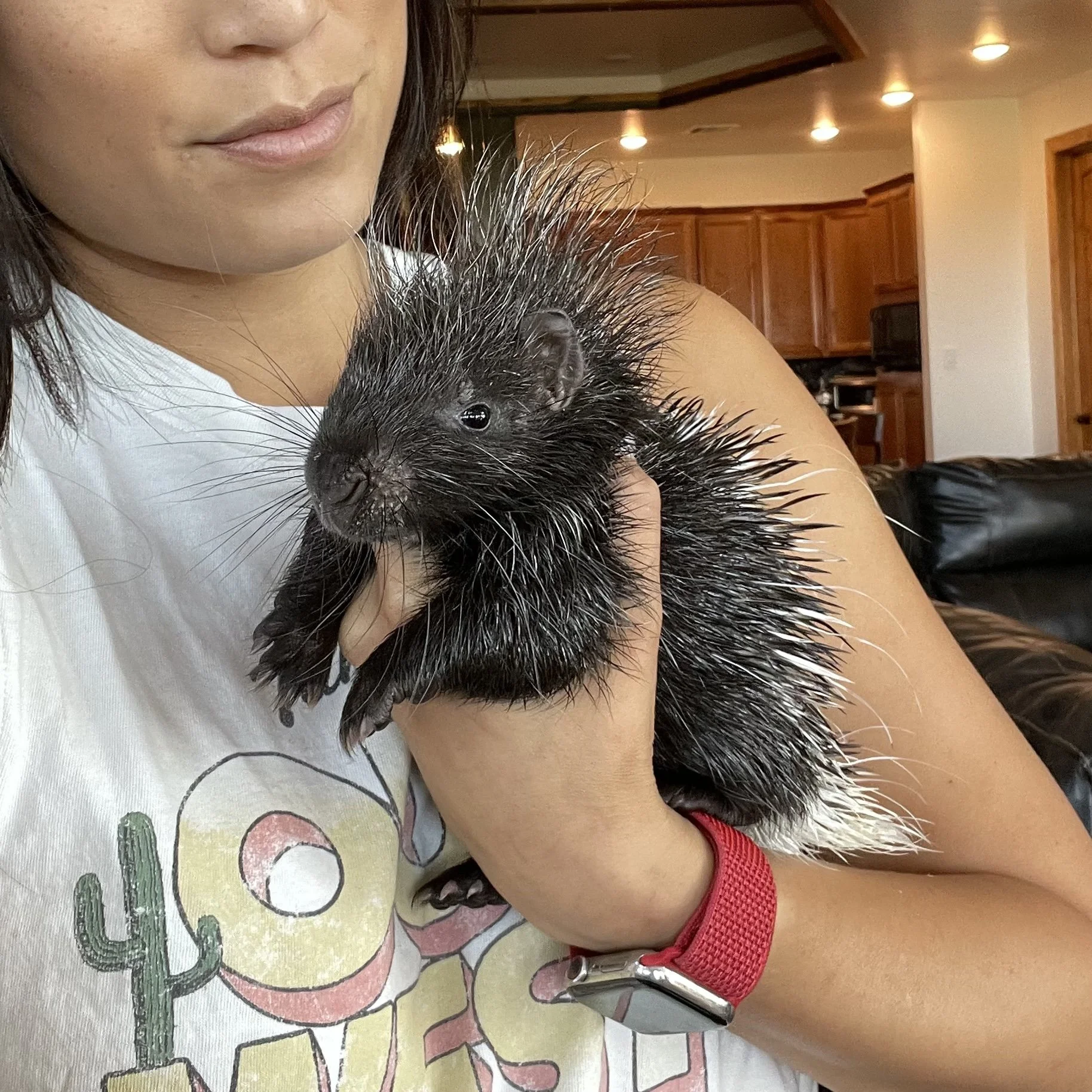 Pet ‎Porcupines For Sale Porcupine Breeder Dragonstone Ranch