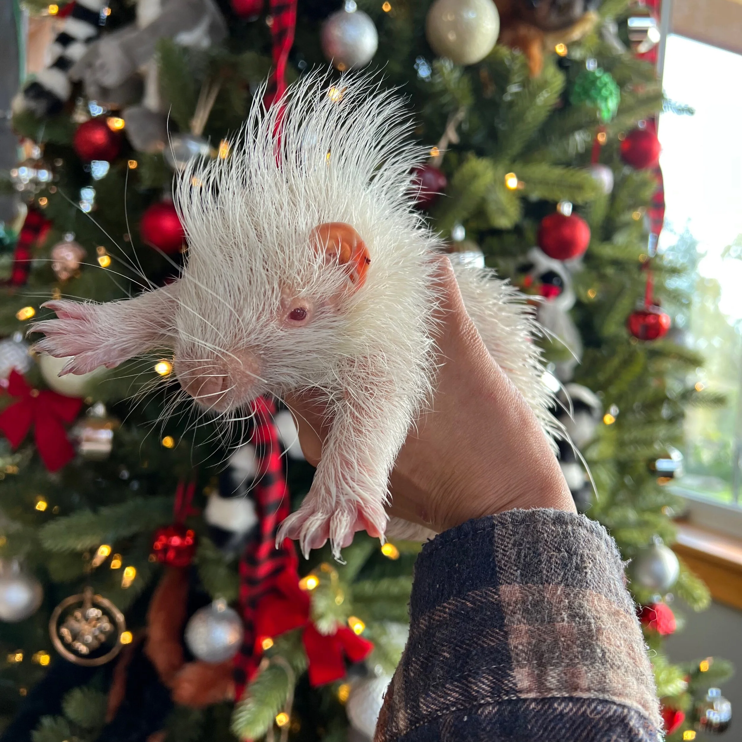 0E7EB166-E7C4-4BA8-B69F-DCEDDA864805