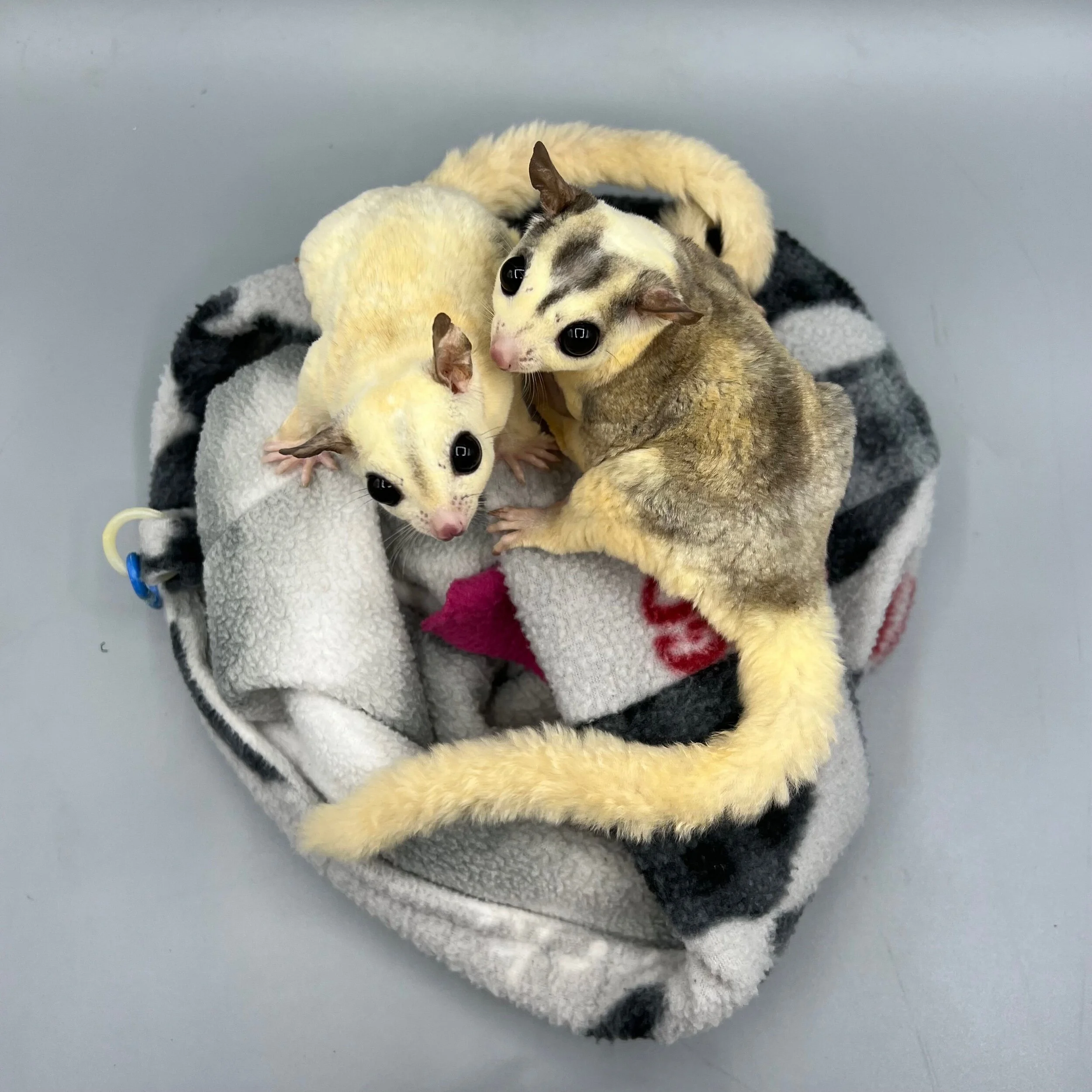 ADDF64FF-F2C6-43B4-B143-E584B56BF212