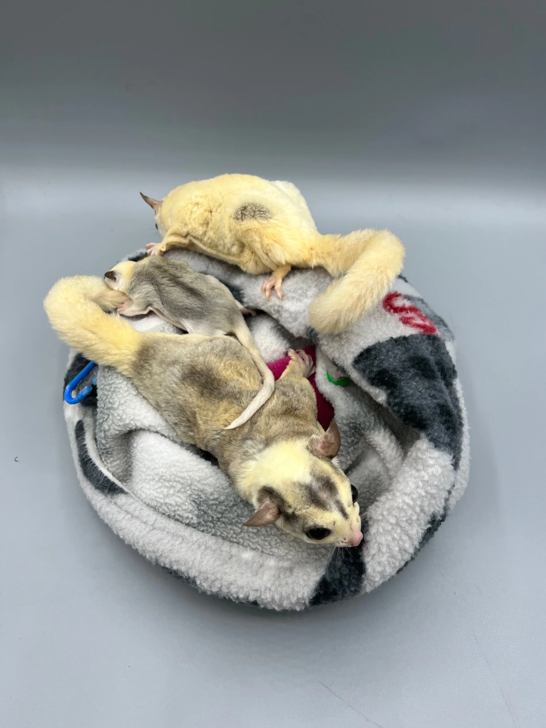 DADB1A8F-F7BA-4073-9B89-417D37313172