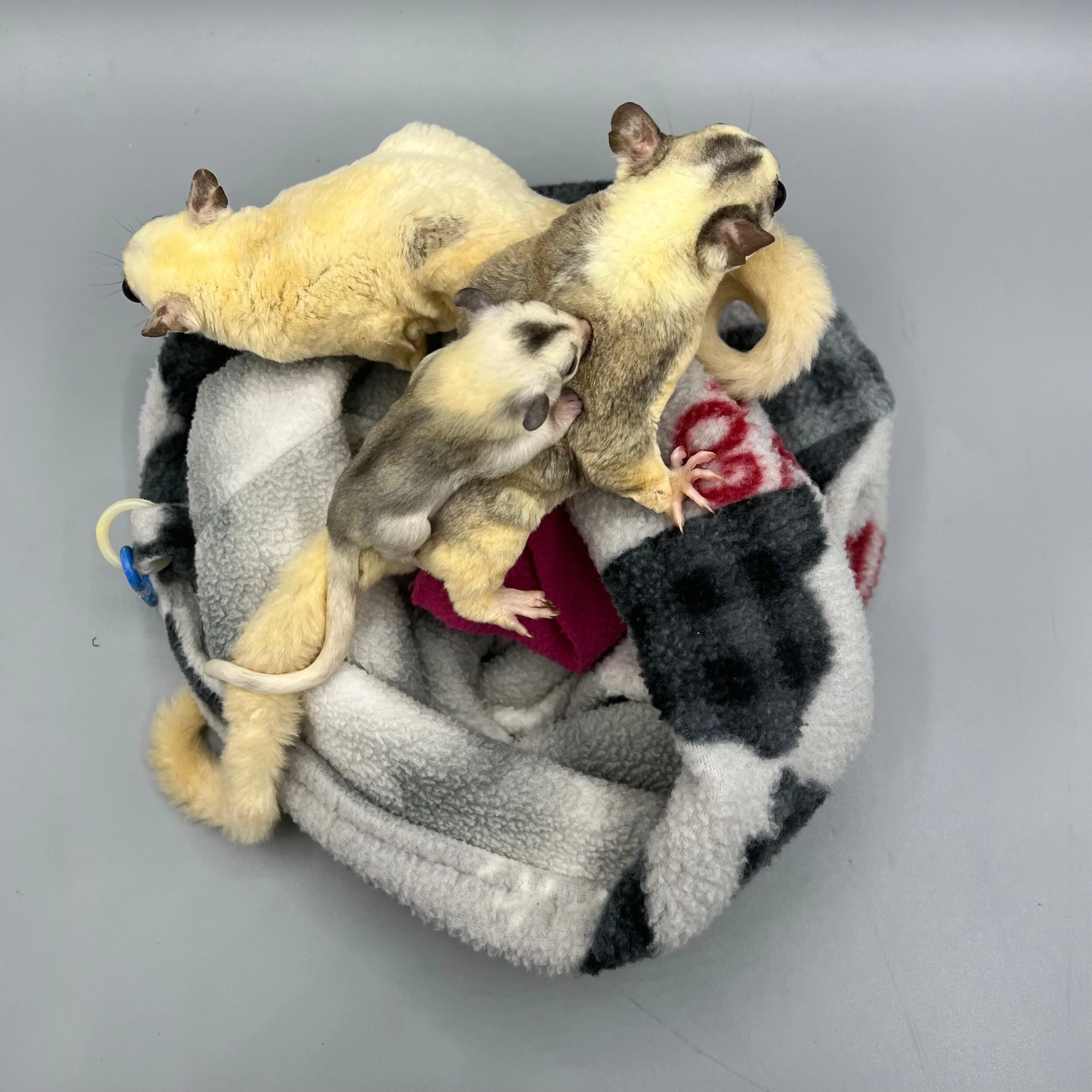 A9EAD100-6F1F-4762-9DFA-F823098034B6