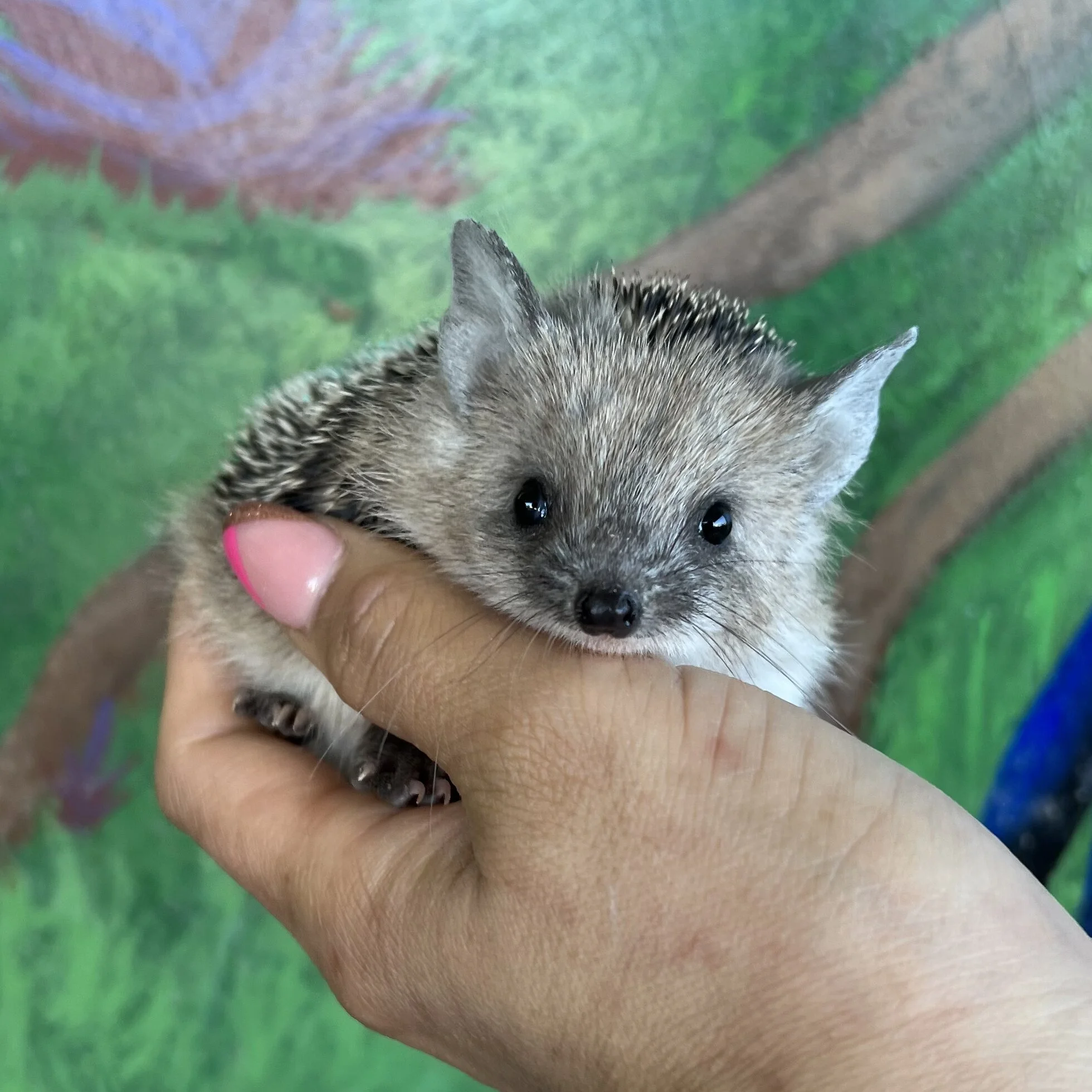 B433BF8F-BDE8-4DBE-A9E6-80452DA392AF