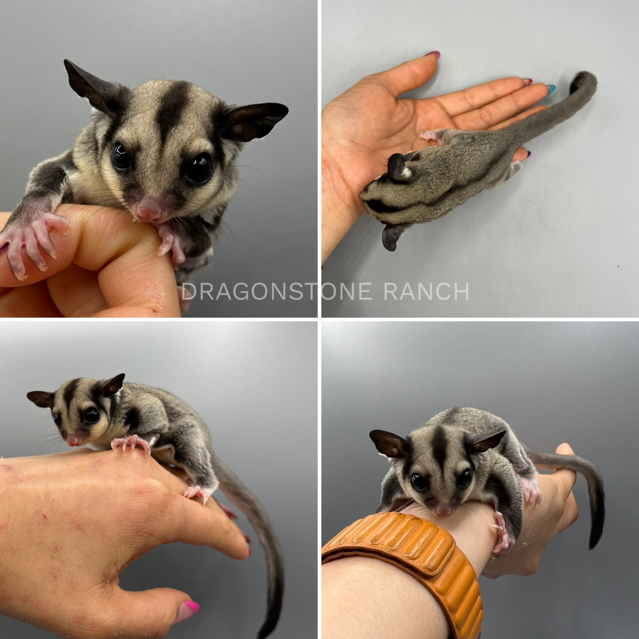 available sugar gliders