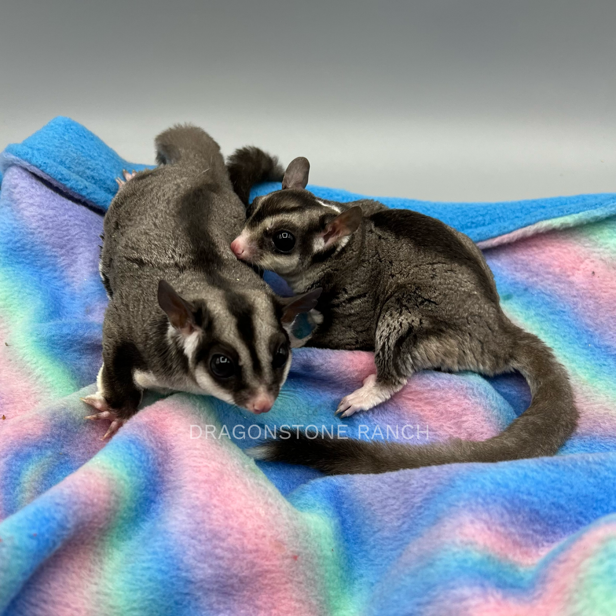 B9F928C3-80A3-4239-A579-9E3185D67598