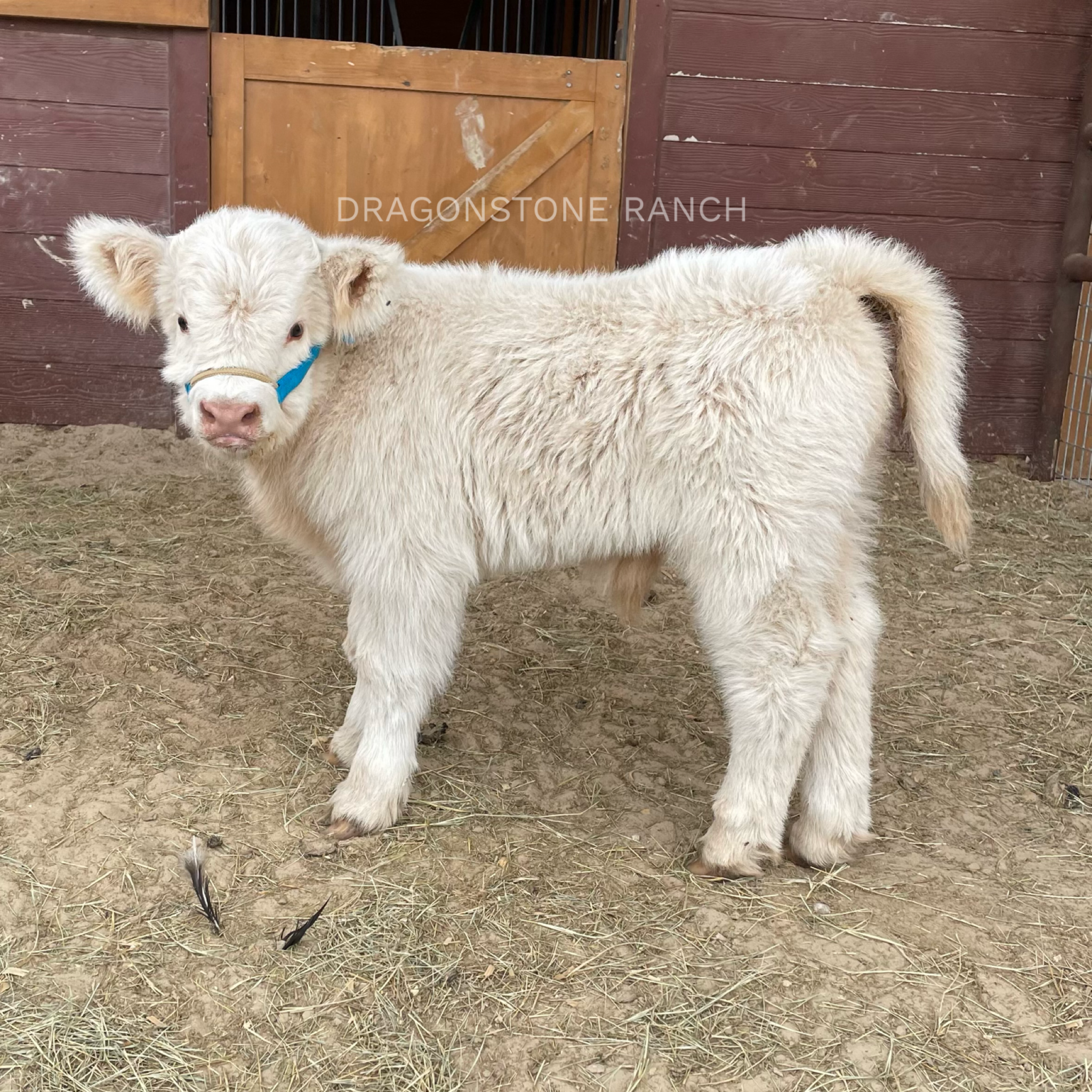 2C0884C6-2EE3-412C-BBBA-2DC60DE36074