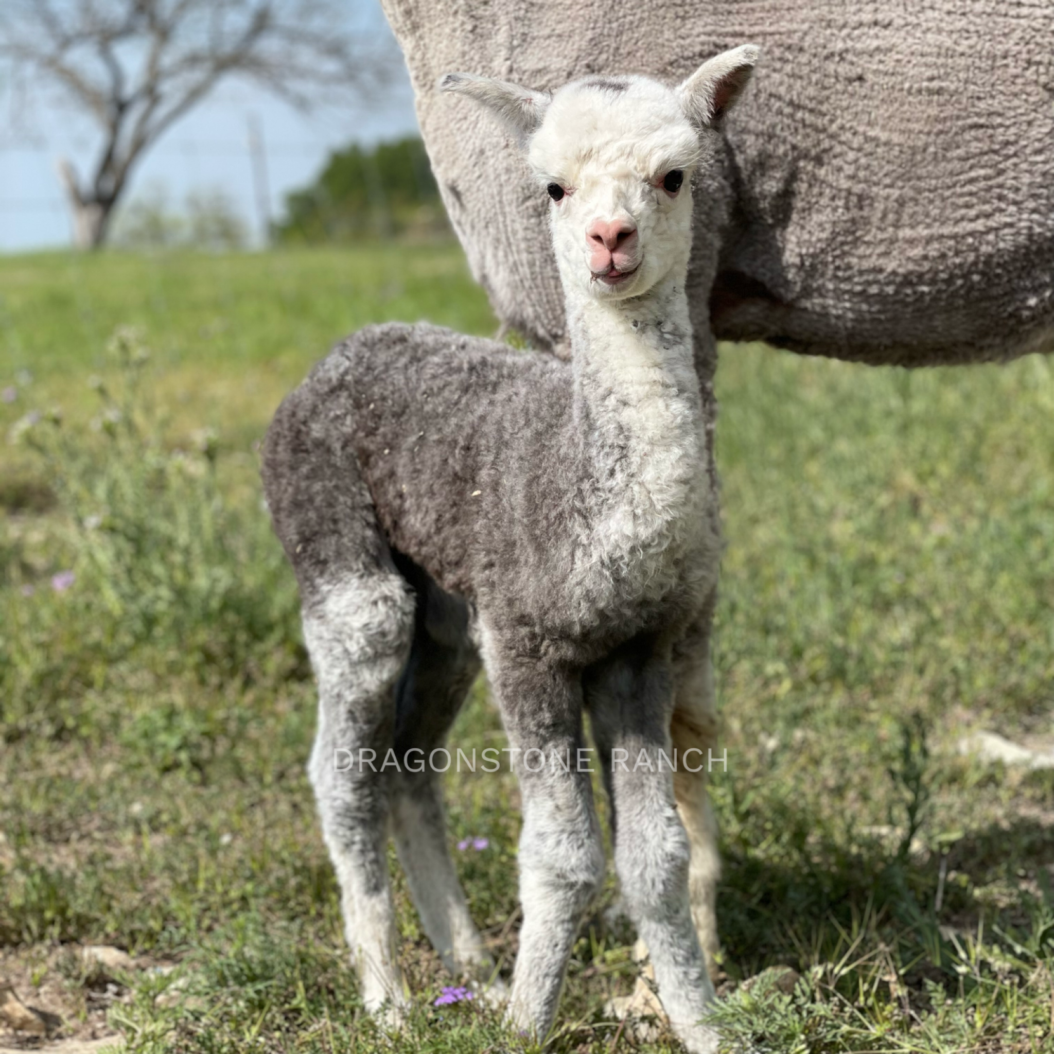 82764773-5773-4F08-914C-C3377E68CE54