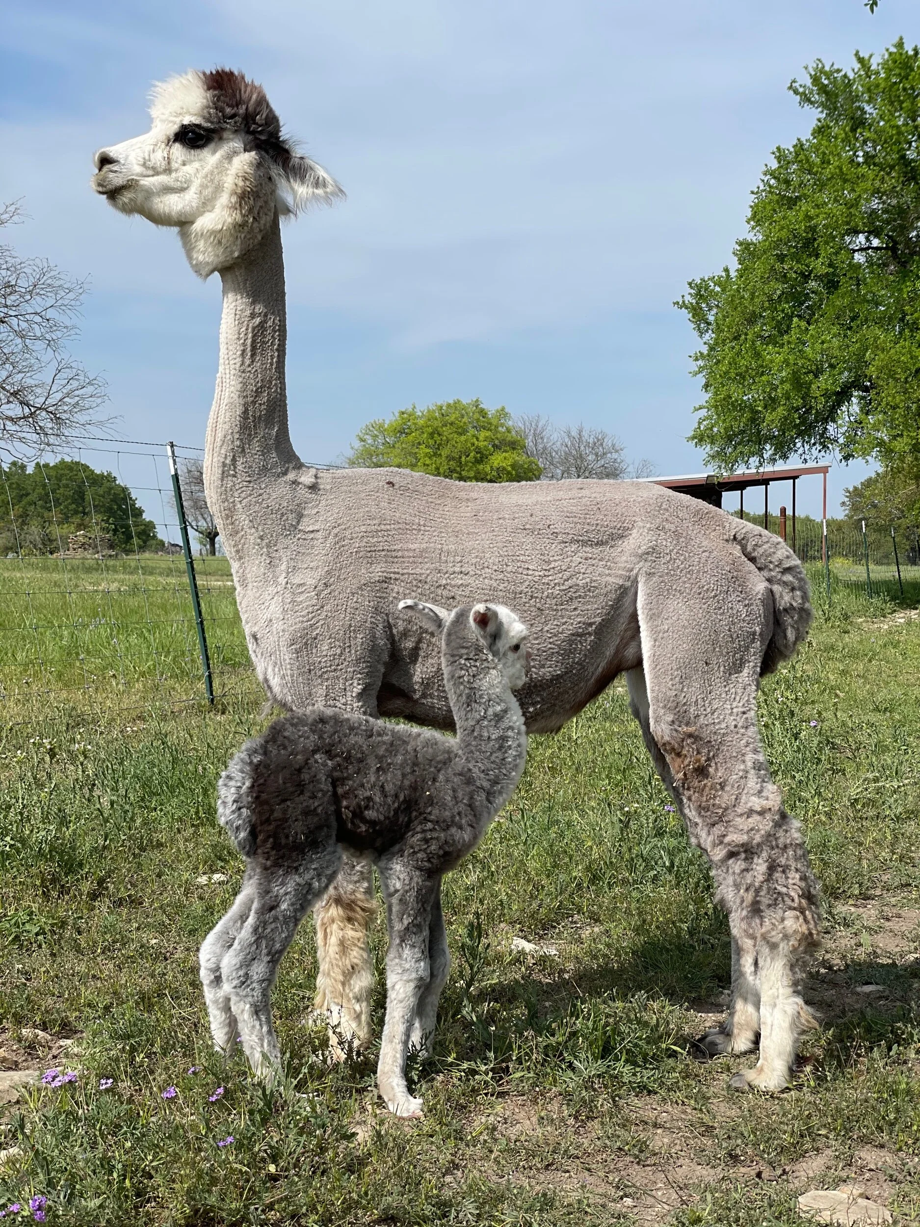 0353ADE1-9A42-4F96-A236-035B7D3A20EE