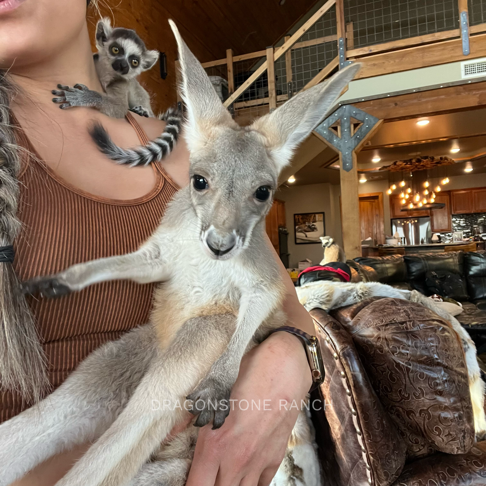 Elijah $3000 — DRAGONSTONE RANCH