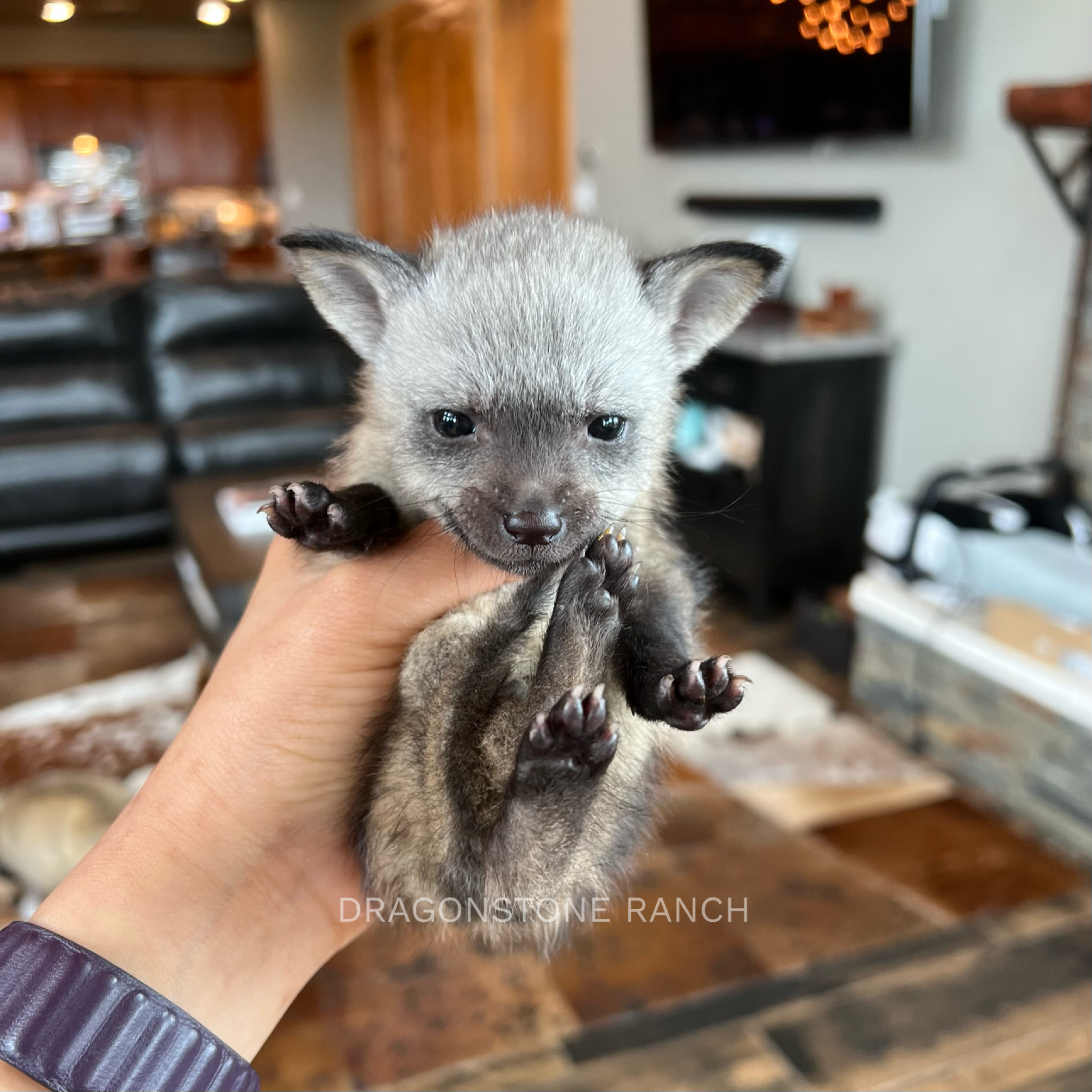 B8B33313-BDDE-4BEF-9ED5-9B8B68223FDC