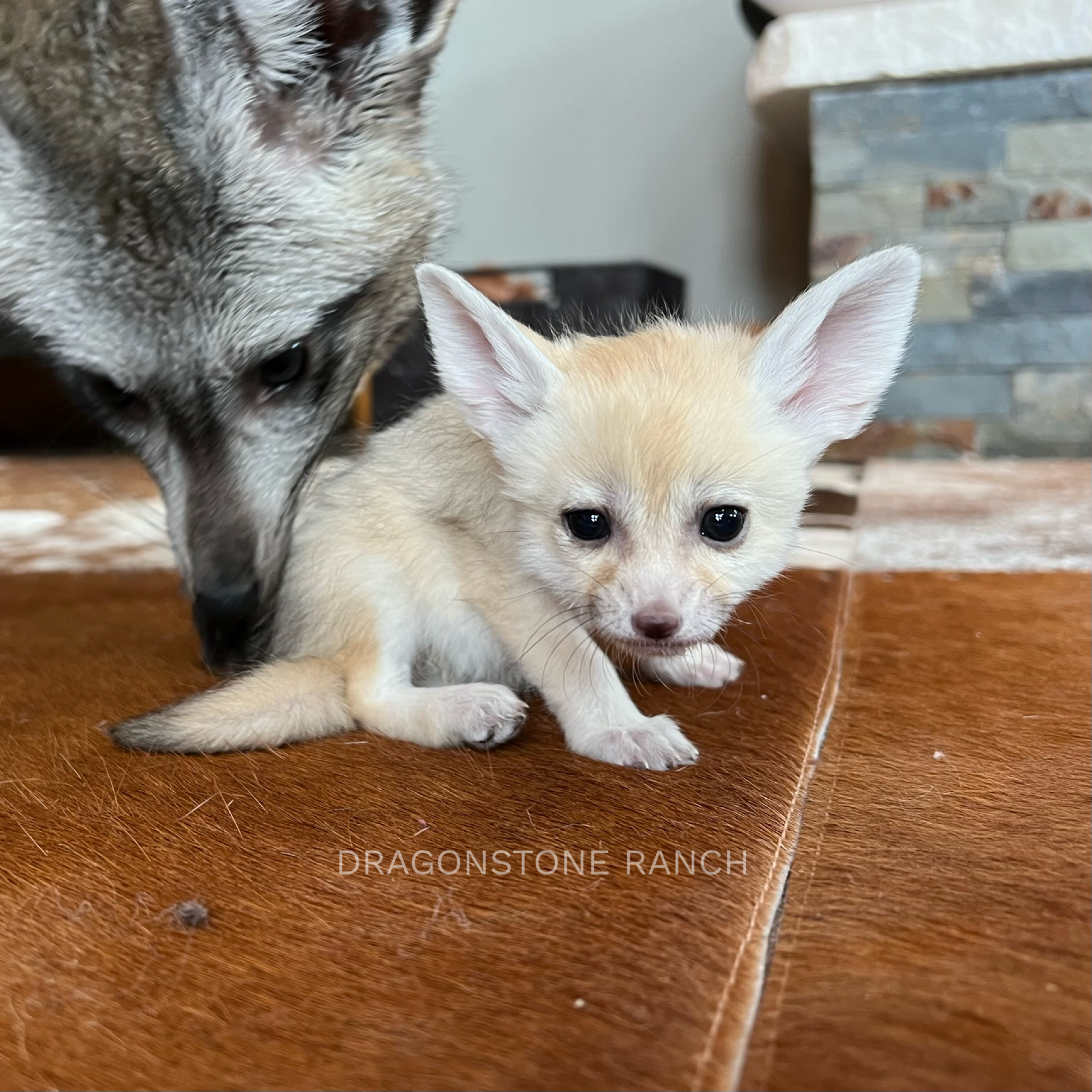 2192E5E3-3622-46A3-9FC9-C8B0CC47D48F