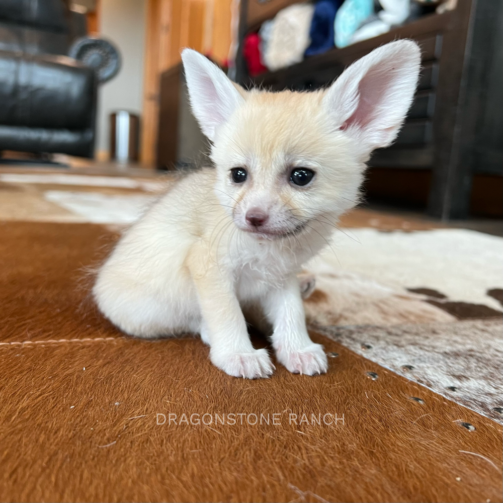 pet fox for sale michigan