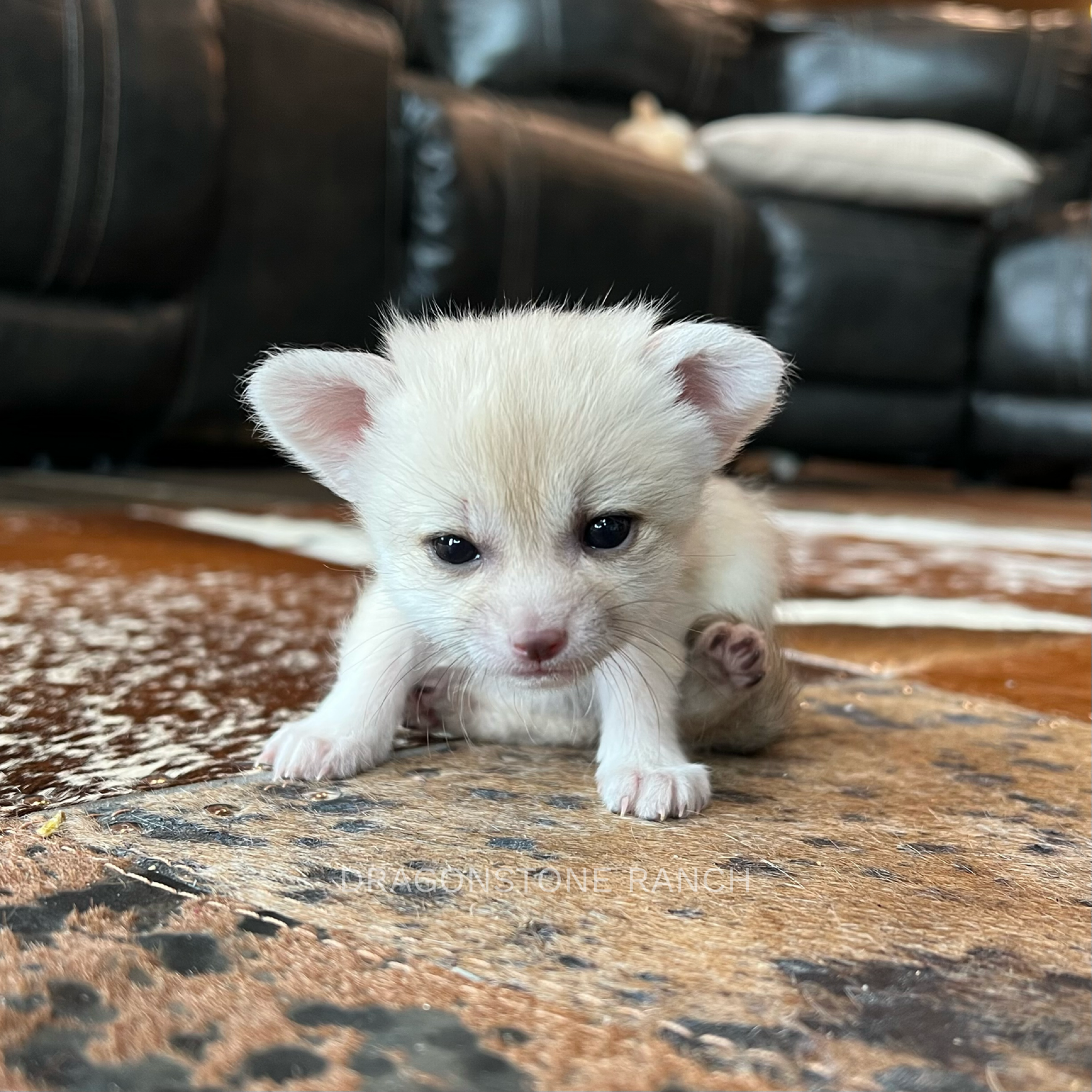 54FFA067-506C-4E37-B624-7EB503FB93E8