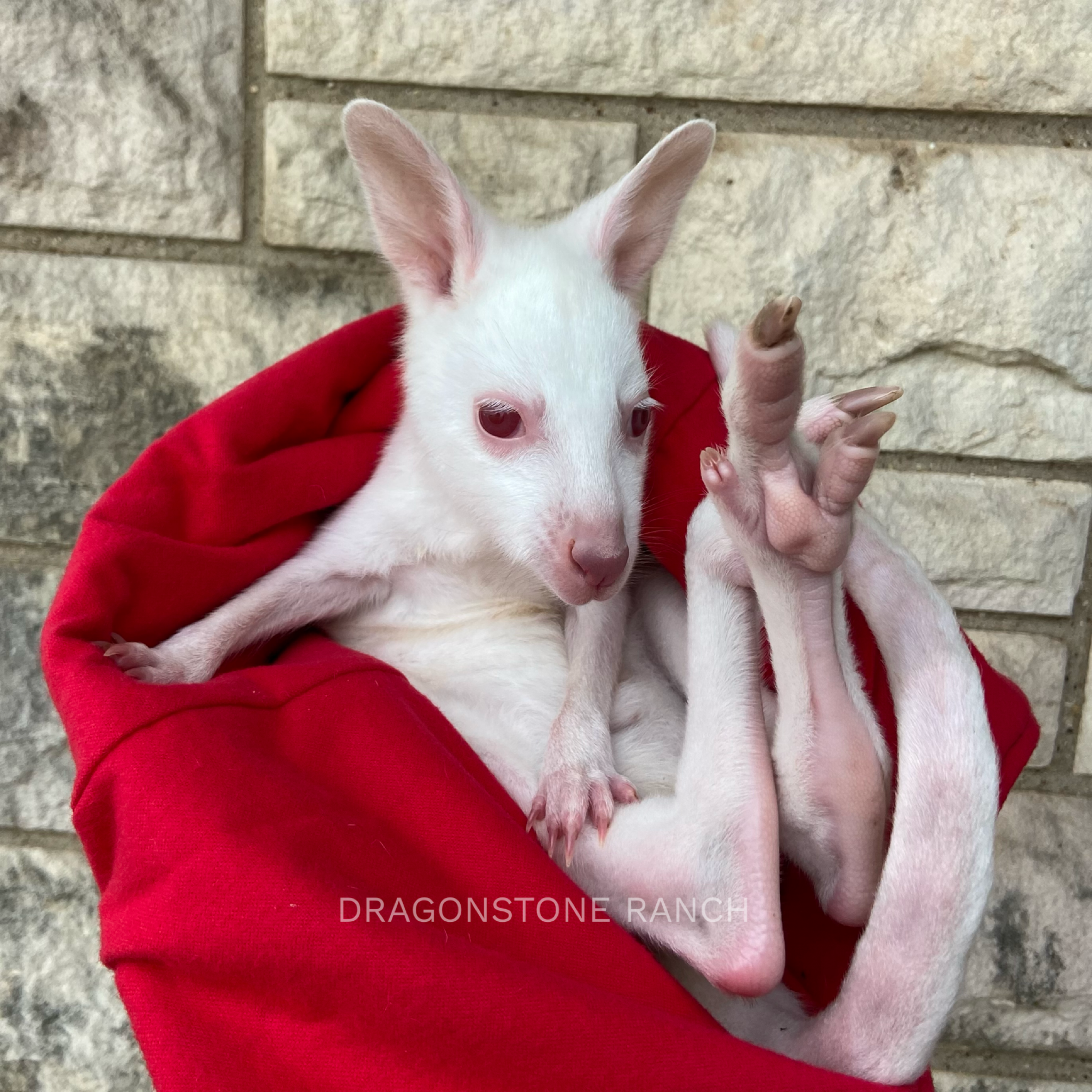 6AAEED0C-FBF5-4ECB-8274-BD19976BD3B2