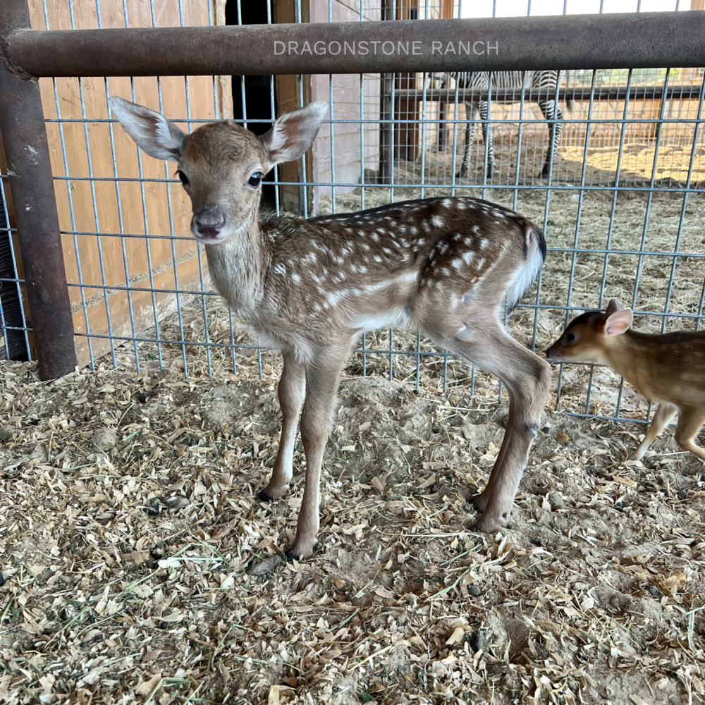 baby axis deer