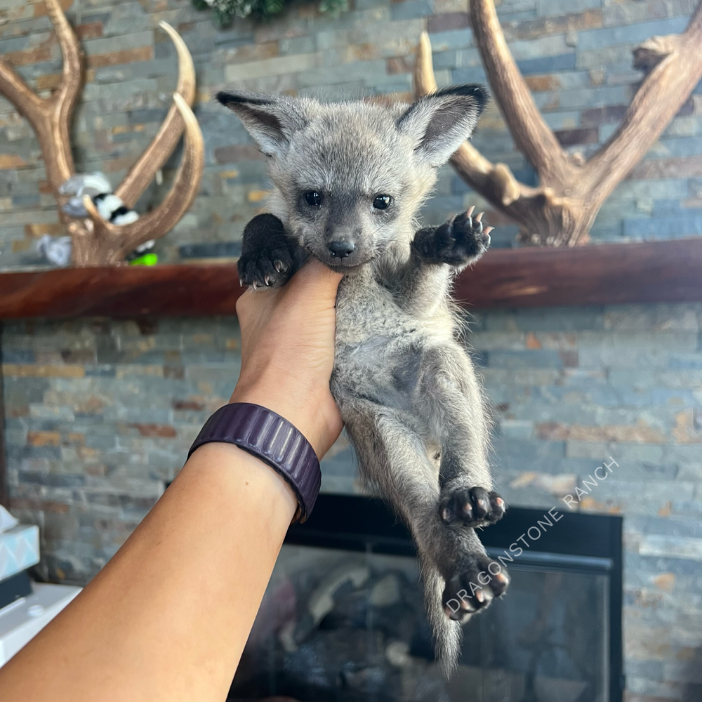 Bird $6500 — DRAGONSTONE RANCH