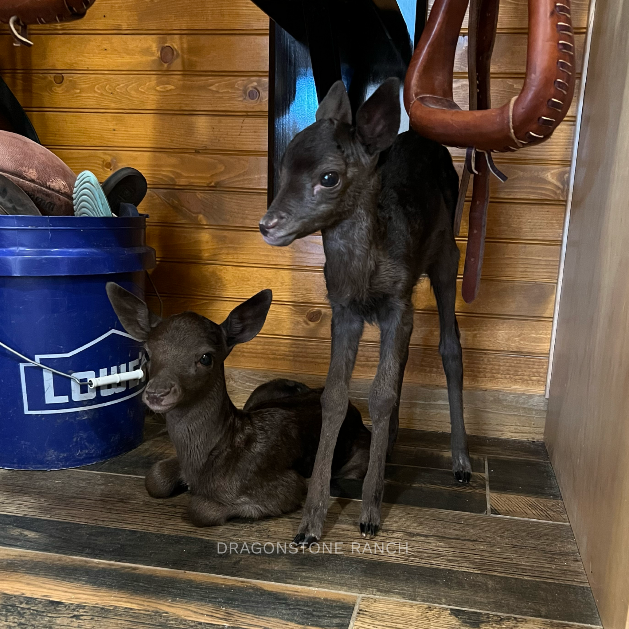 F0E1C609-1937-4AD7-BA20-E08ACB8BC79C