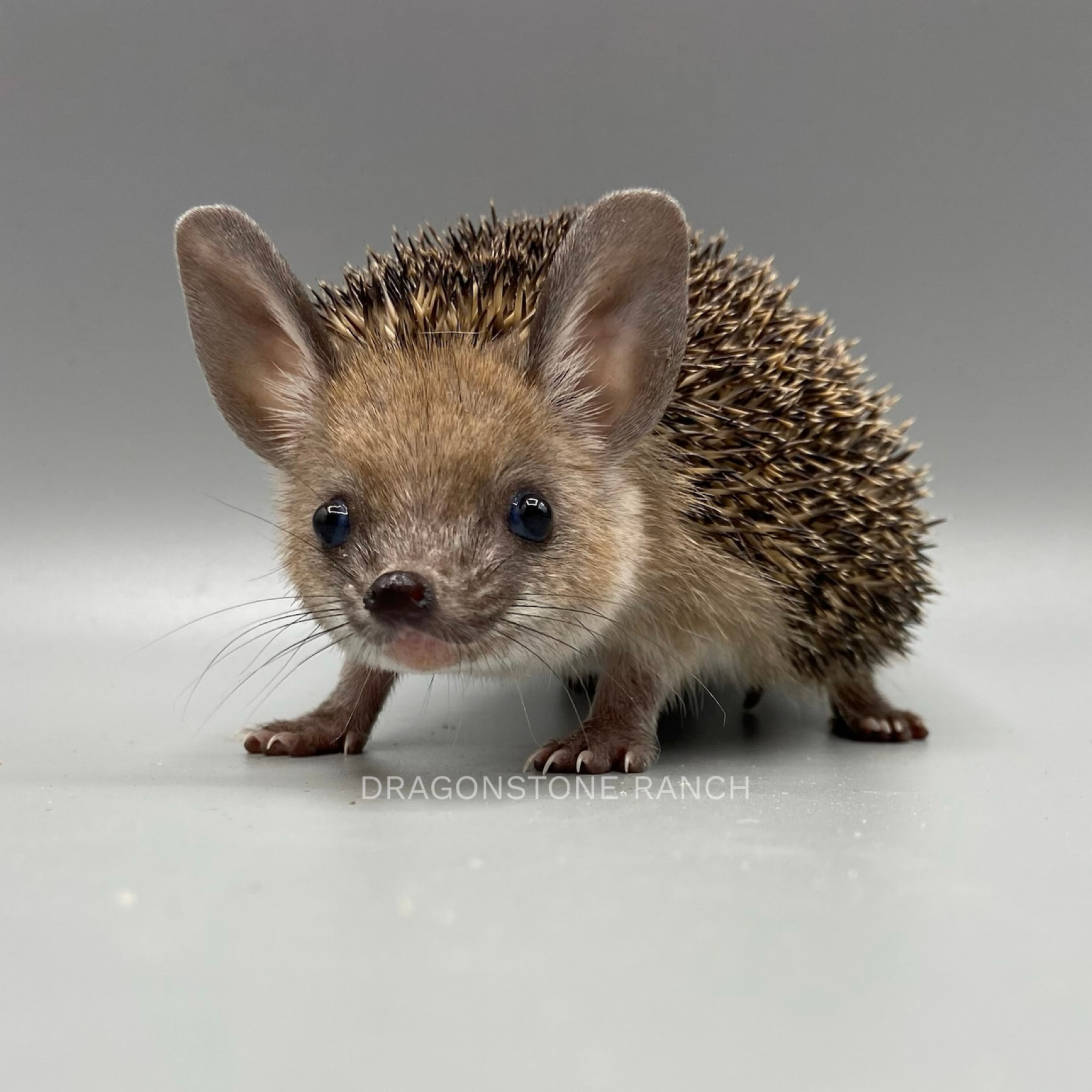 B73B6FF7-6422-4F87-AAC7-3FD484ECD2F5