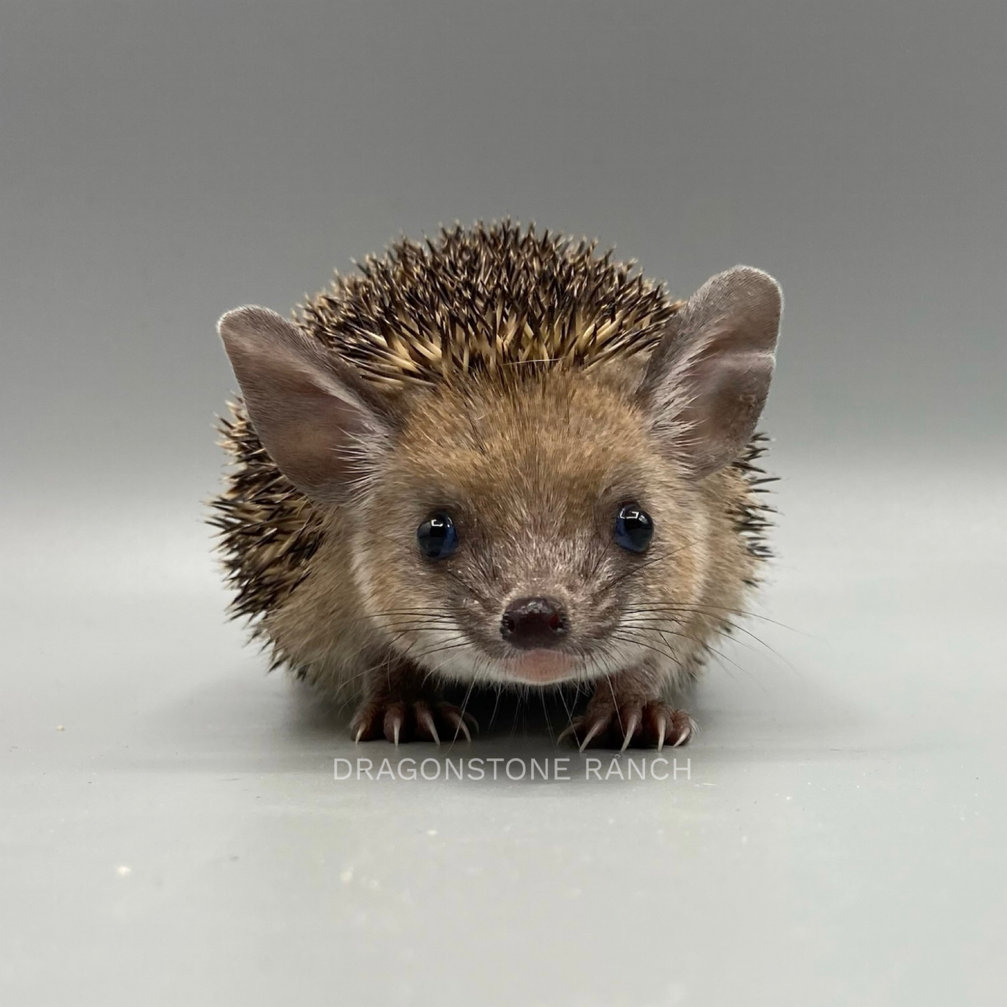 DDA1CA89-3854-4C89-ADC8-C11ACAA52D04