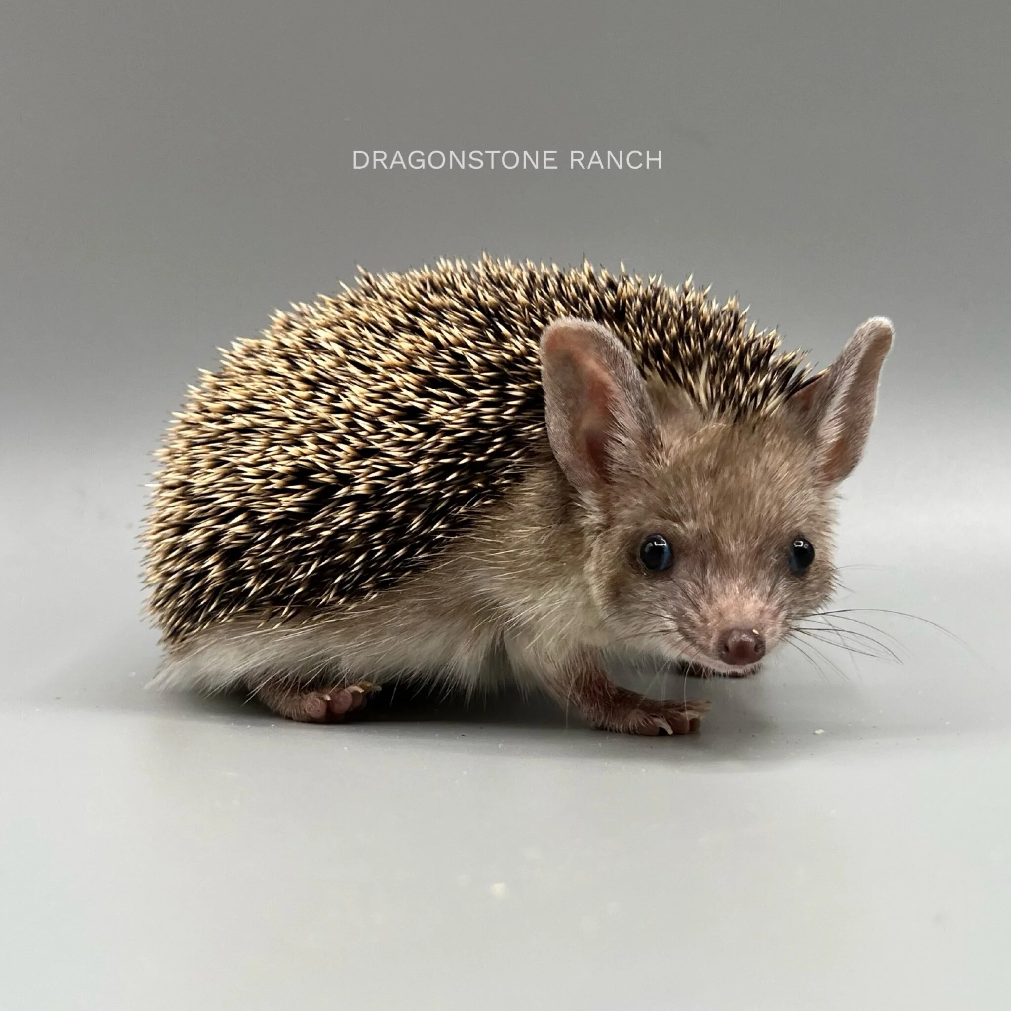 DEDED7DE-4A9A-406E-97D9-75D47A741024