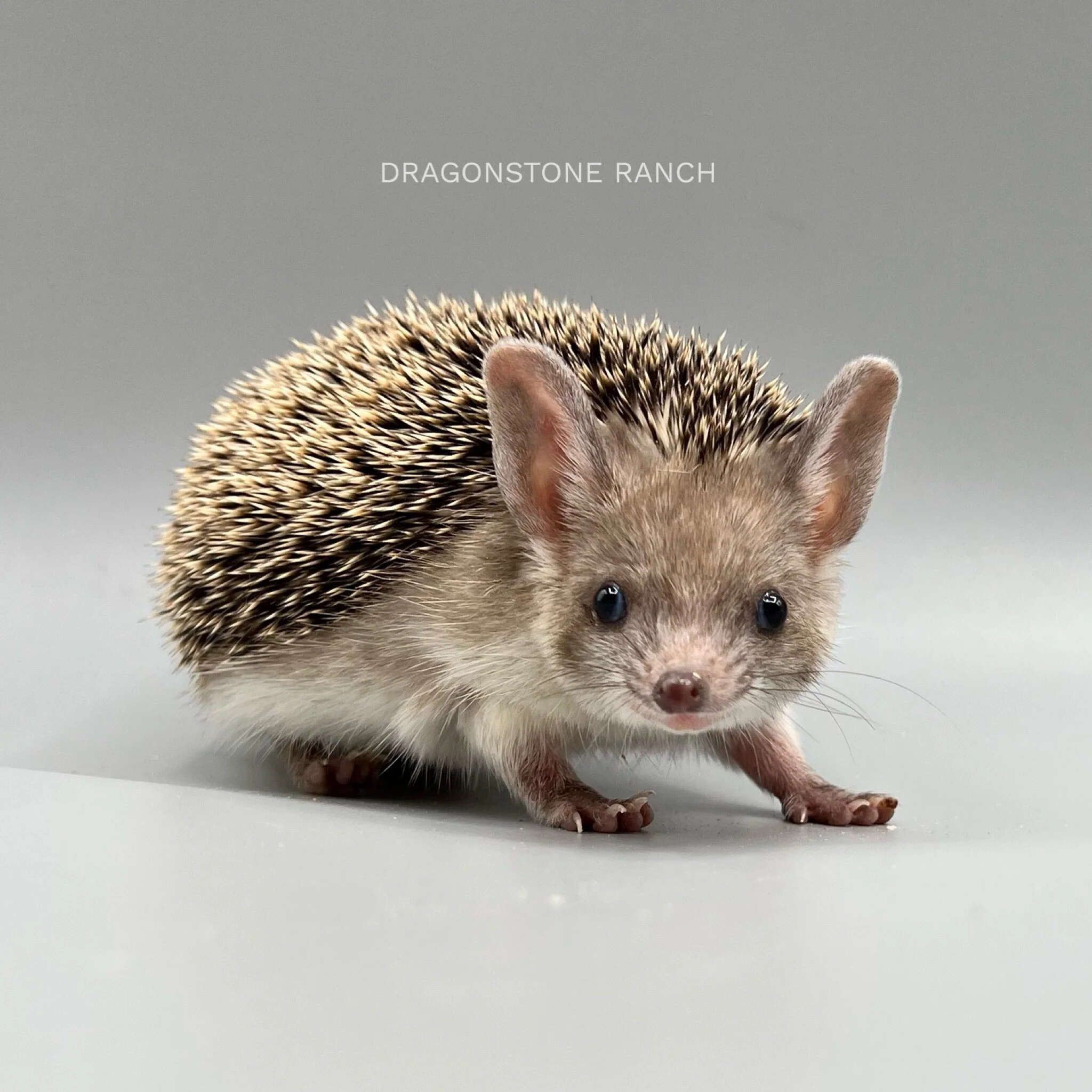 4C36E229-1CD4-4B13-BD95-443F226B61CC