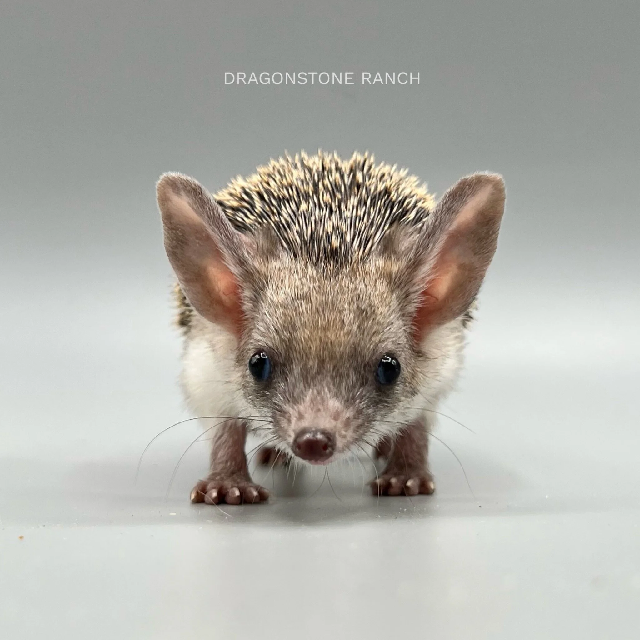 C5FA997D-F610-4BA6-83E6-FCBDBB505178