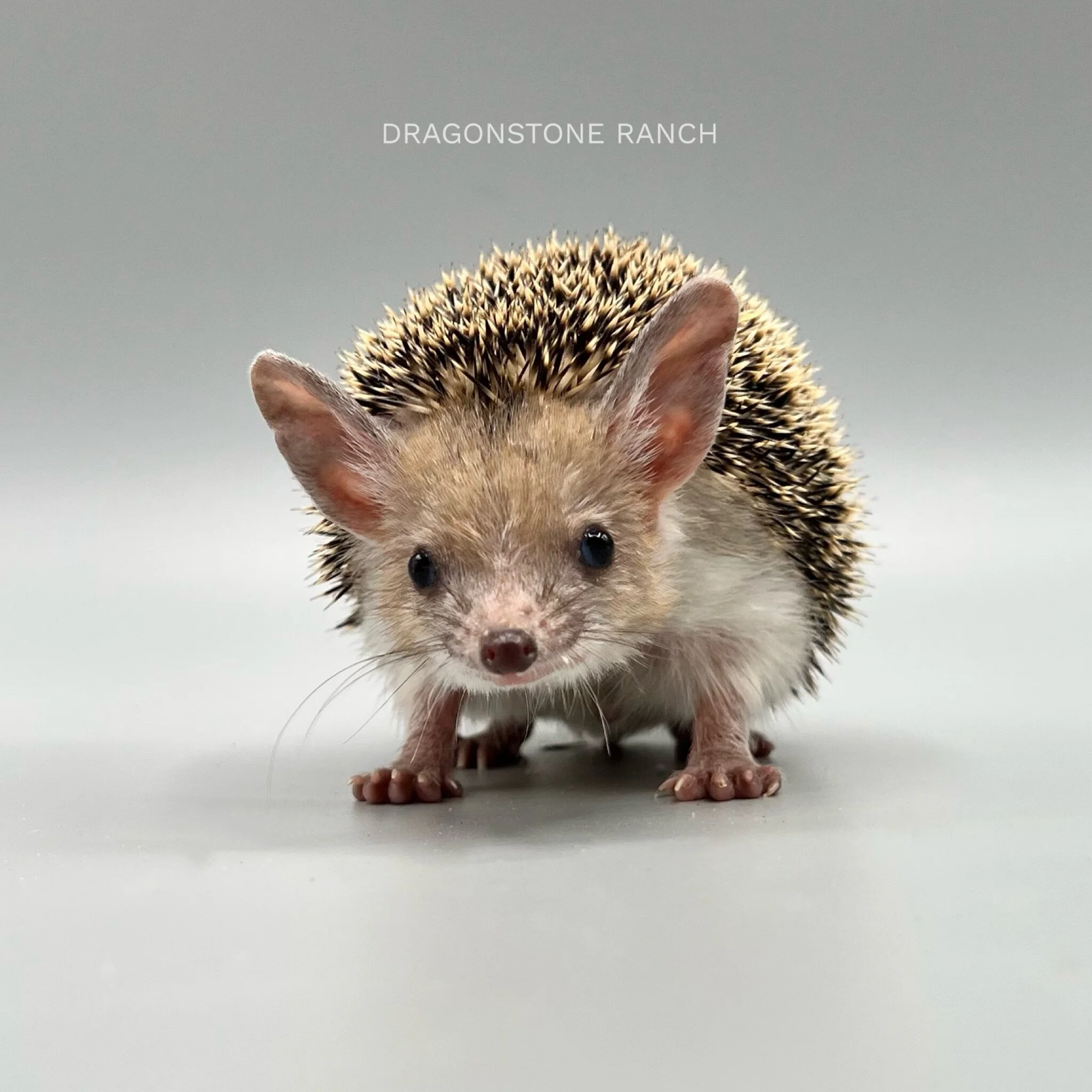 A015DA8B-425F-4F14-9D1A-0BE94C58F890