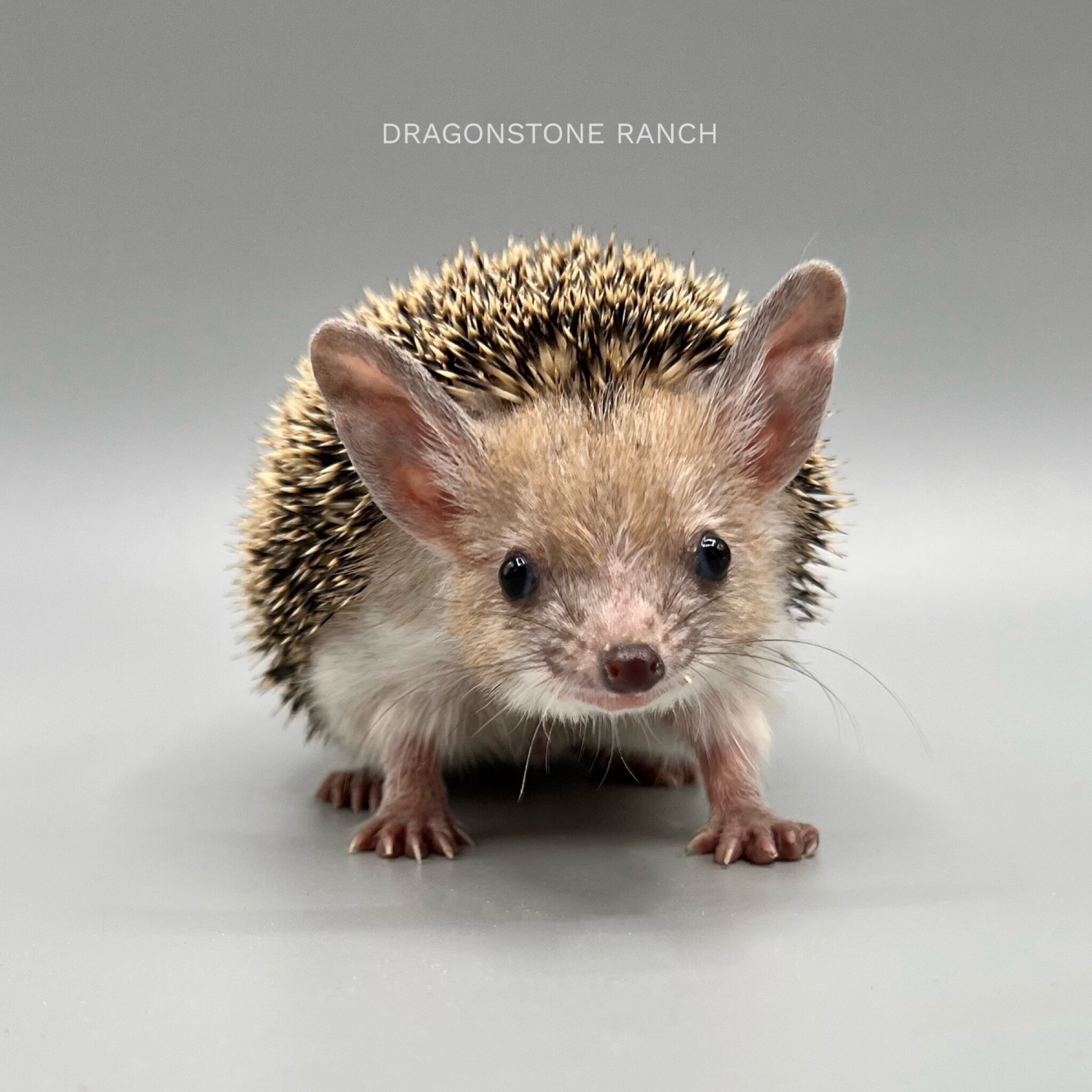 61B4B137-9FB7-4058-A52A-9F39EB807725