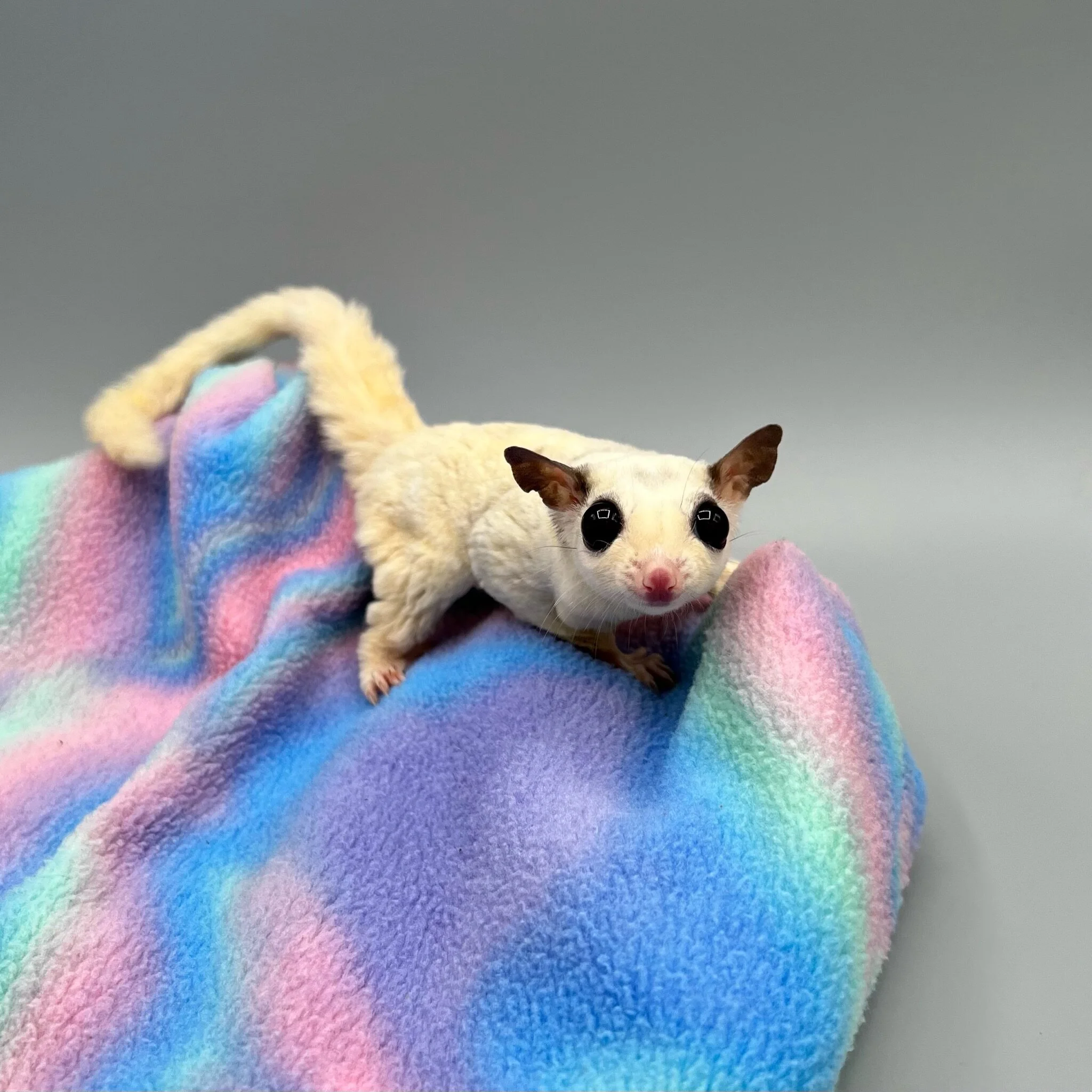 FC380D4F-A4B8-4011-9BCE-3C81D5D4C9CF