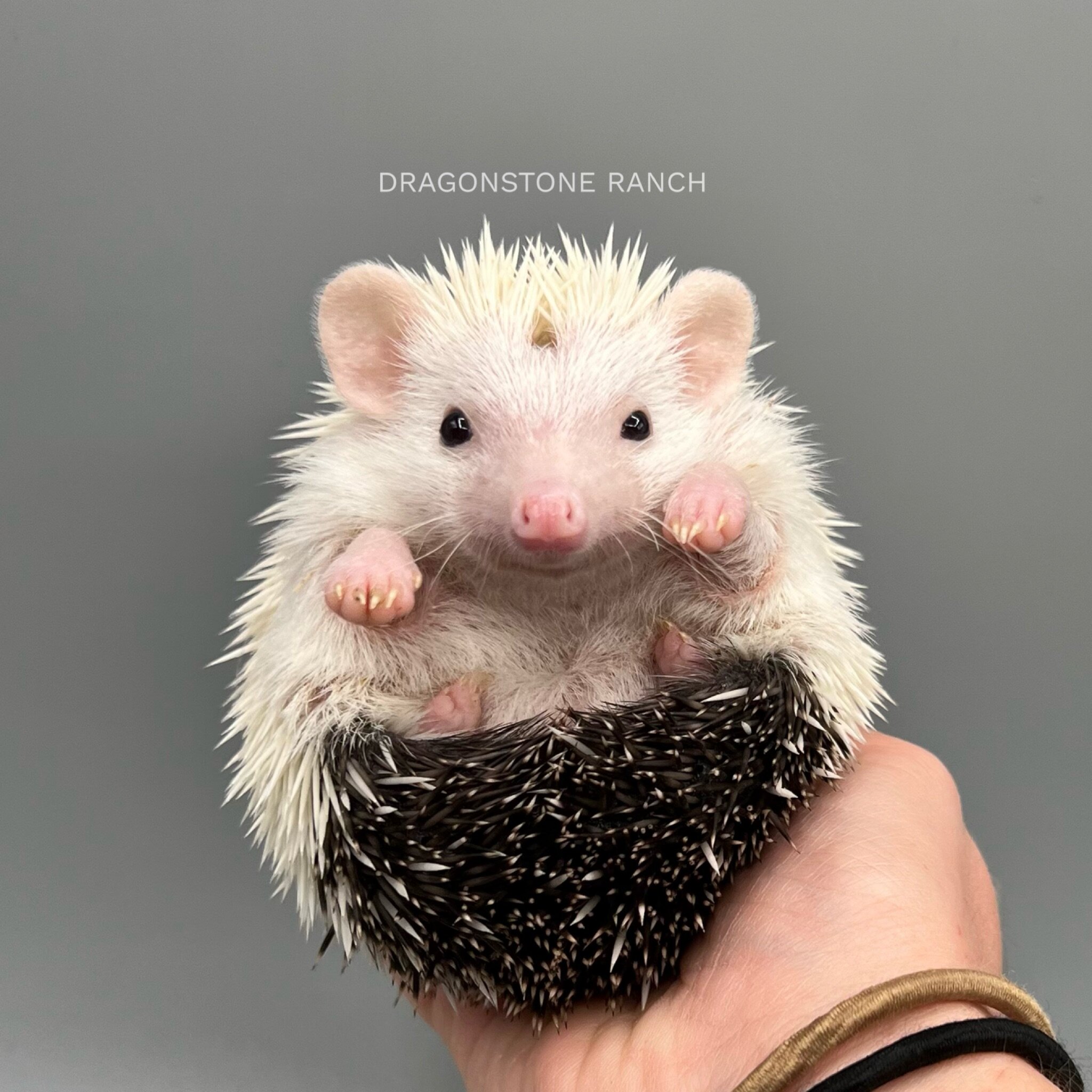 Baby ‎Hedgehogs For Sale Pet Hedgehog Breeder Dragonstone Ranch
