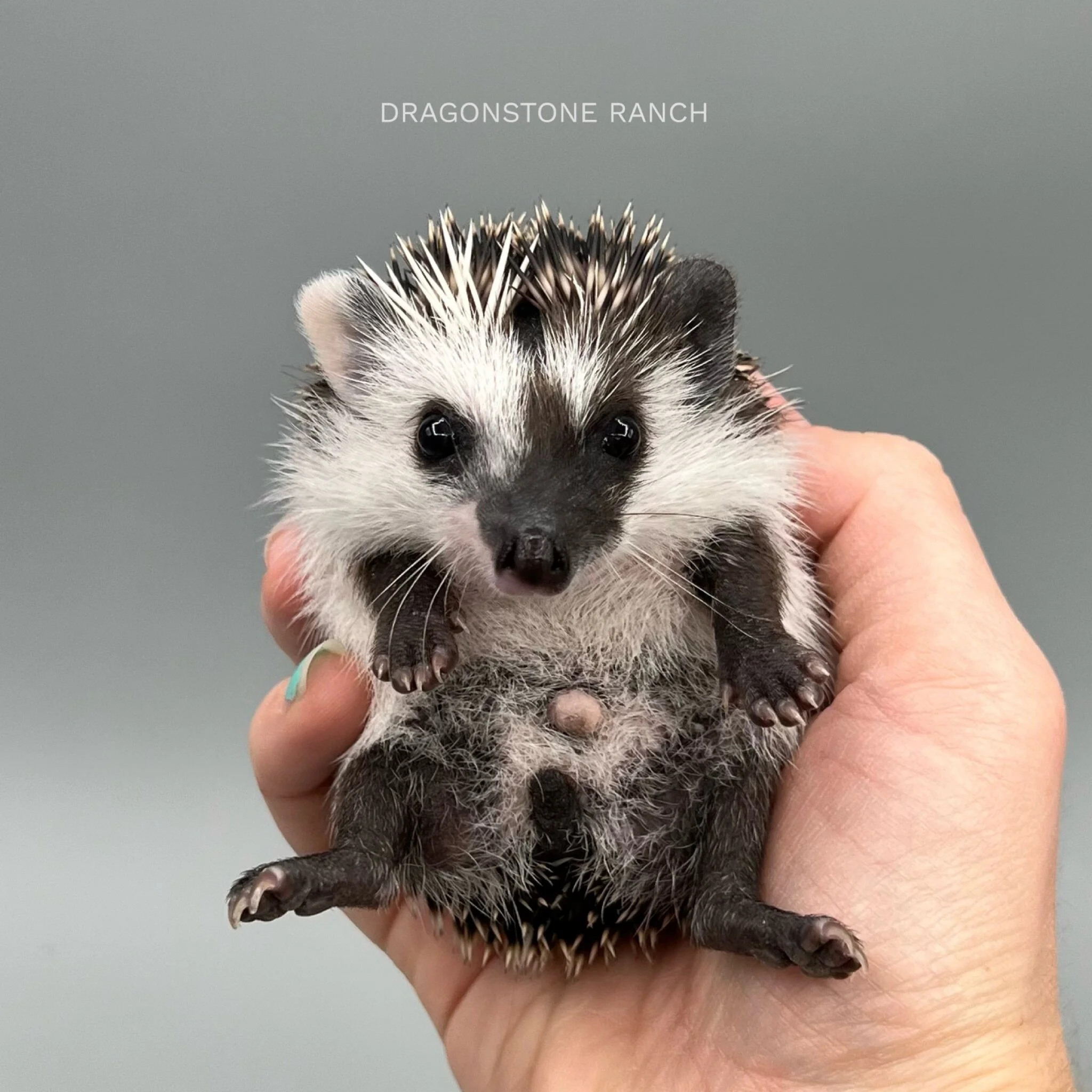 DA42C20A-1EE6-4F4B-B790-446F076BA637