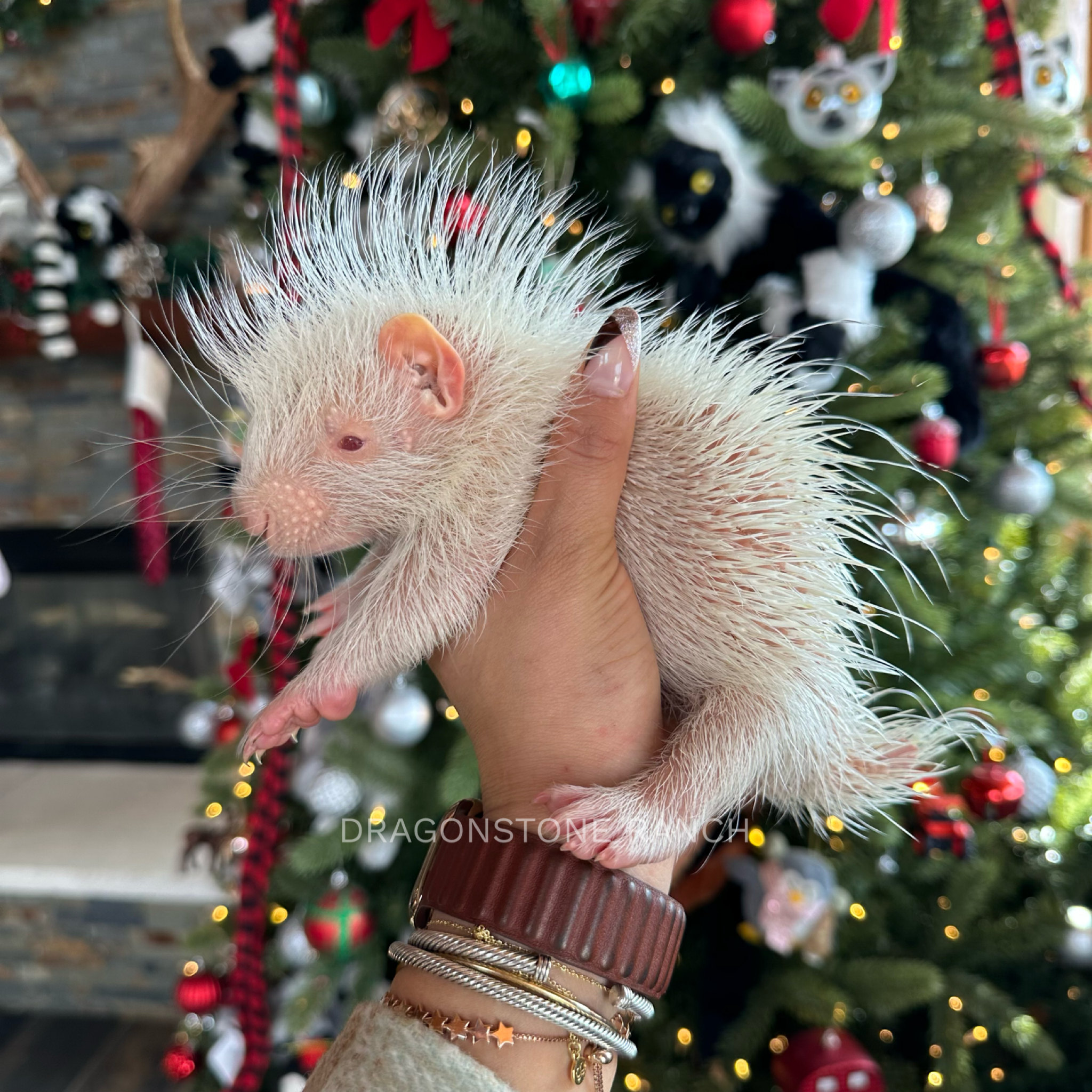 7B611233-DEC0-4BEF-BB7C-048615ADDCC1