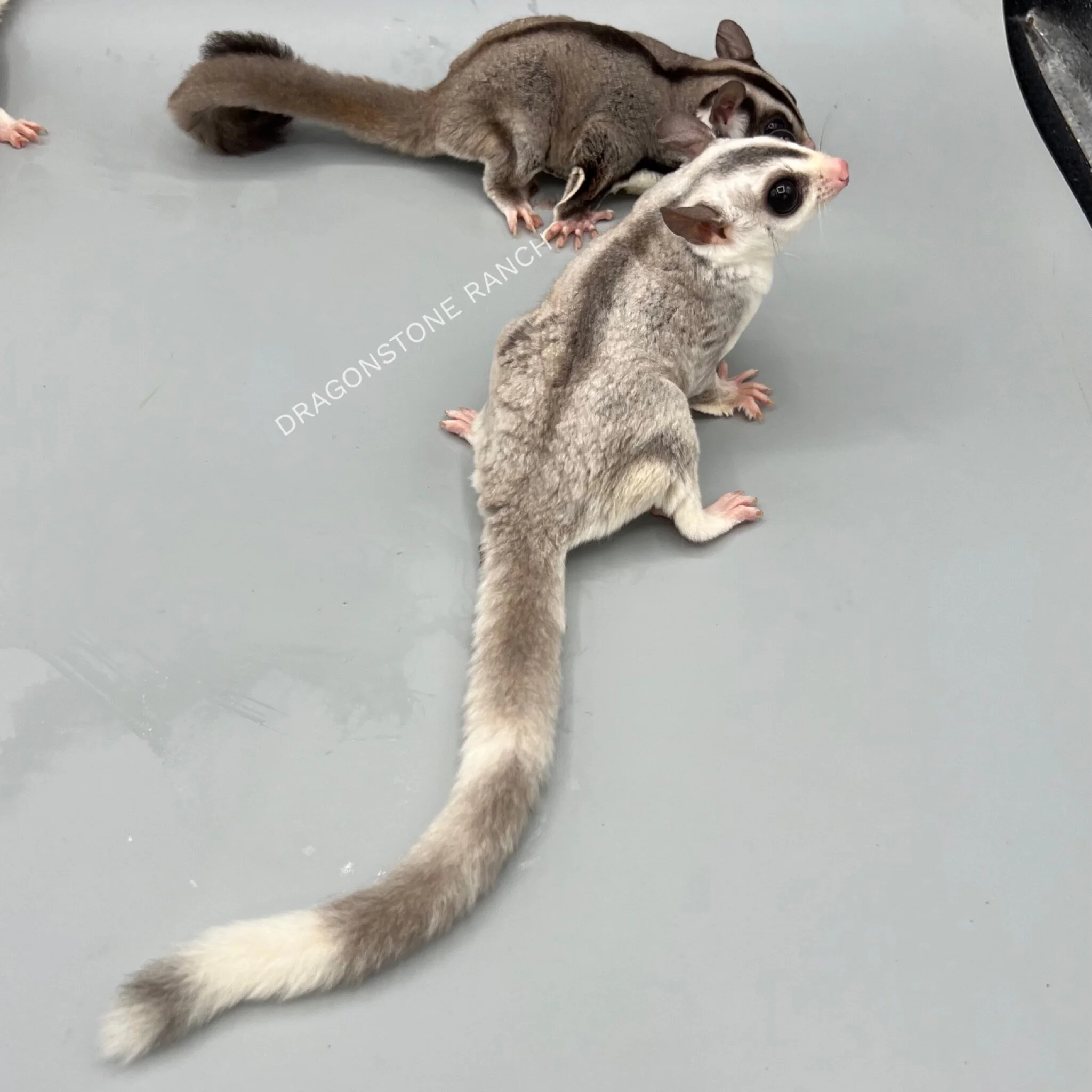 C6E95B8D-B945-4147-8F7C-1D976ACDC030