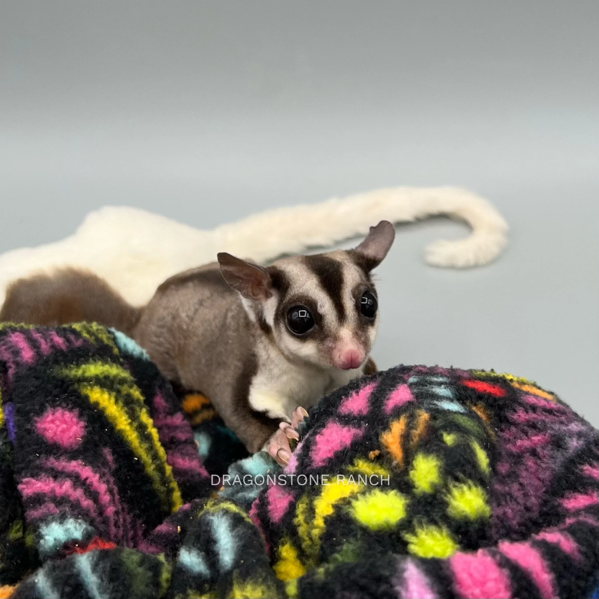 7583E138-85EB-46DB-935A-15ACB29CBFA1