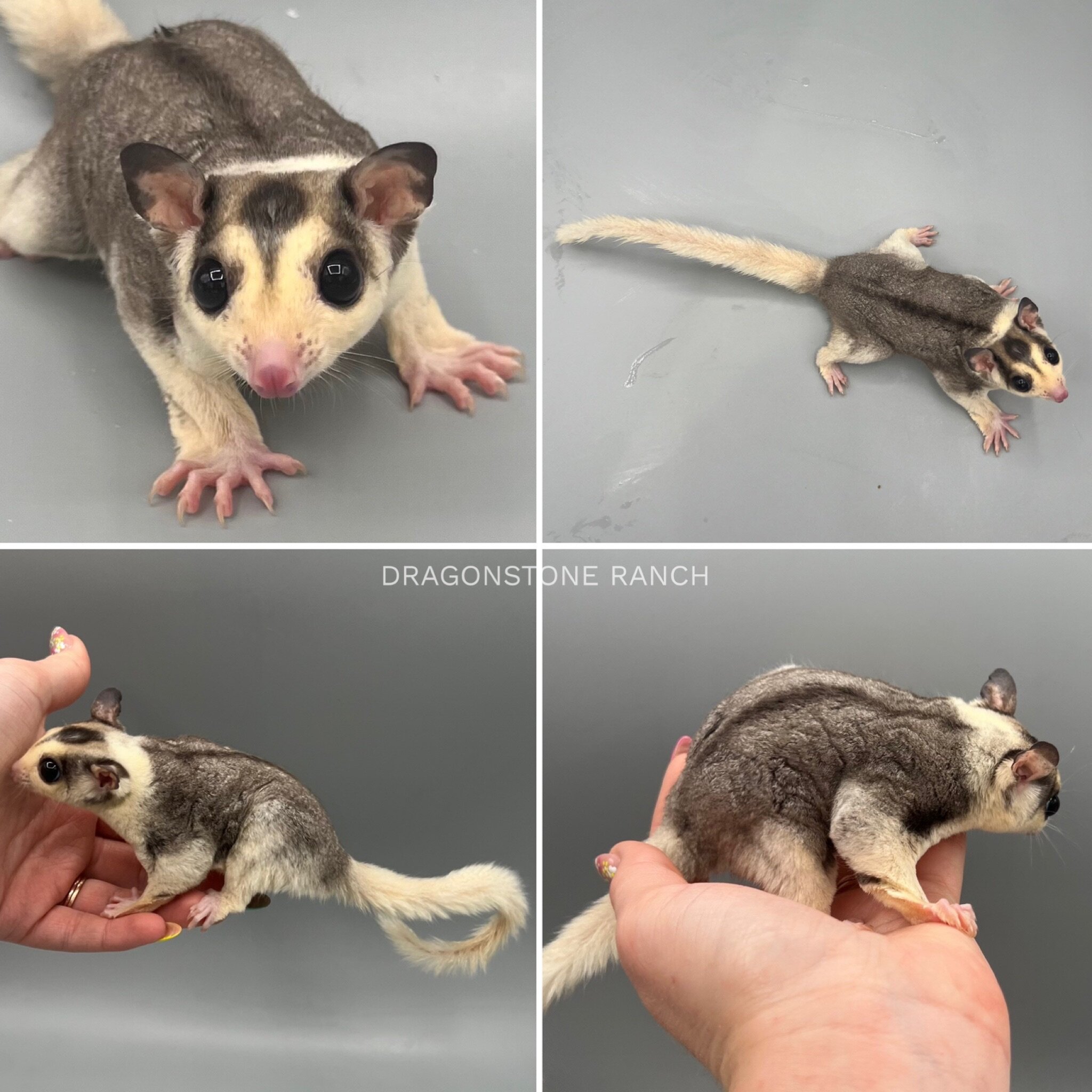 Sugar ‎Glider Babies For Sale Dragonstone Ranch