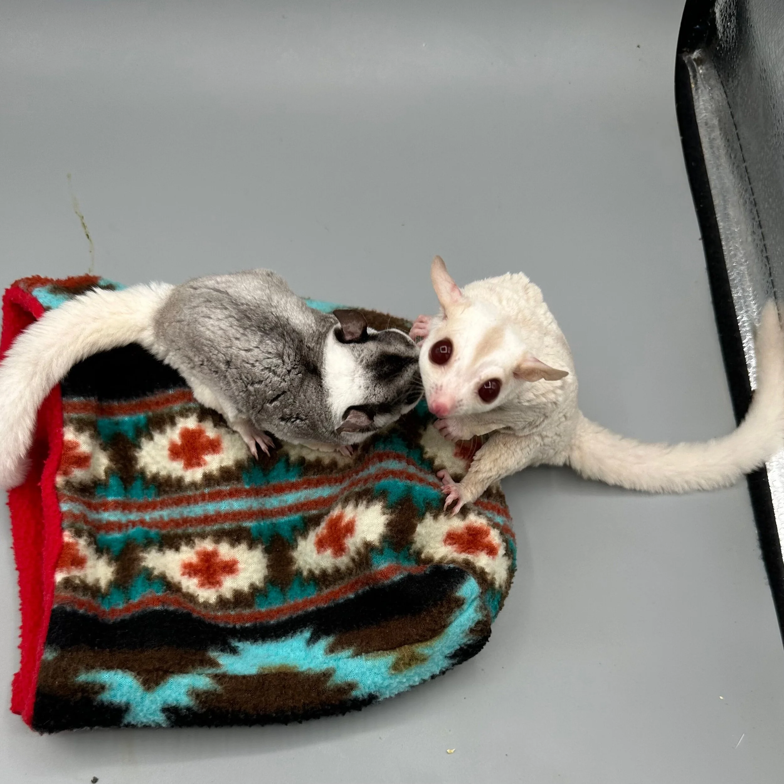 C1771AE4-A040-4BDE-8F08-70D62940D683