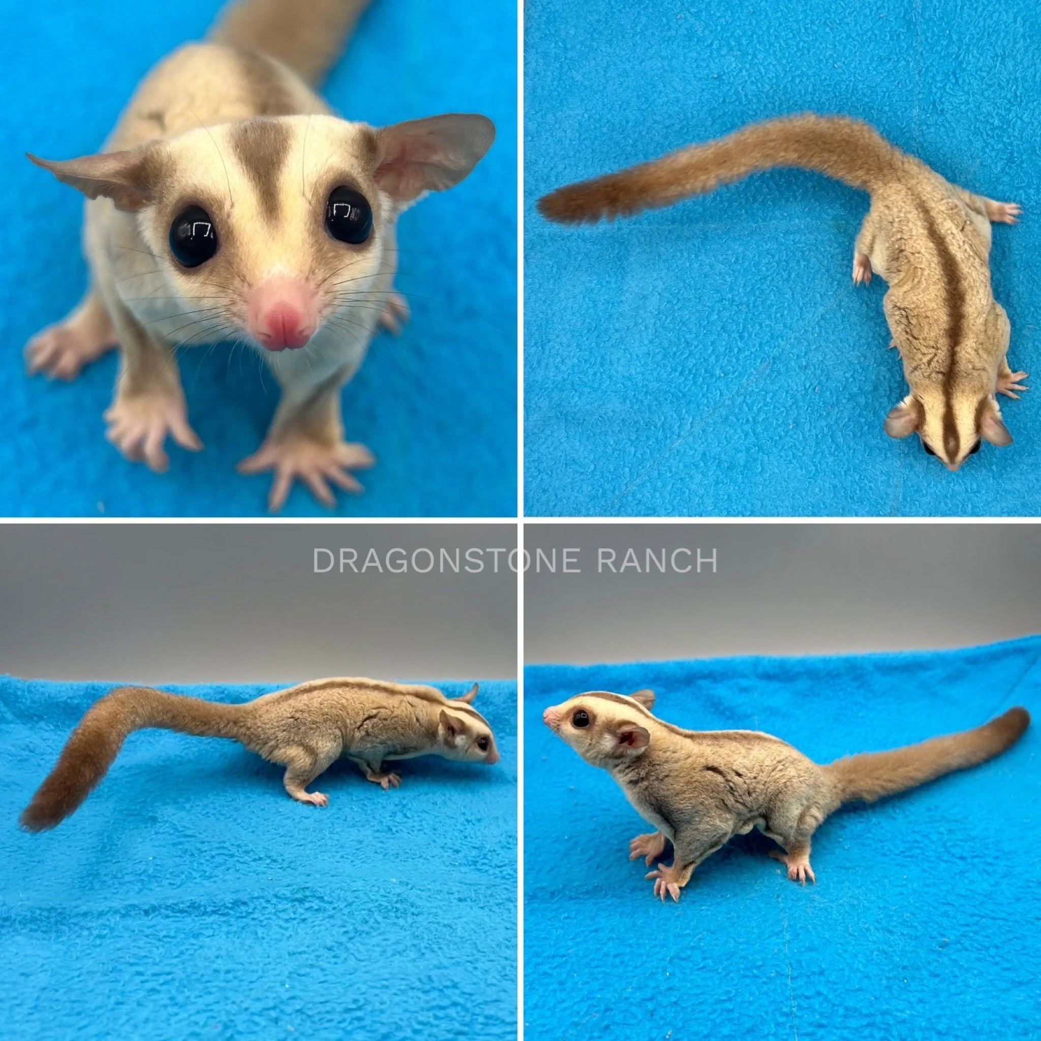 sugar-glider-babies-for-sale-dragonstone-ranch