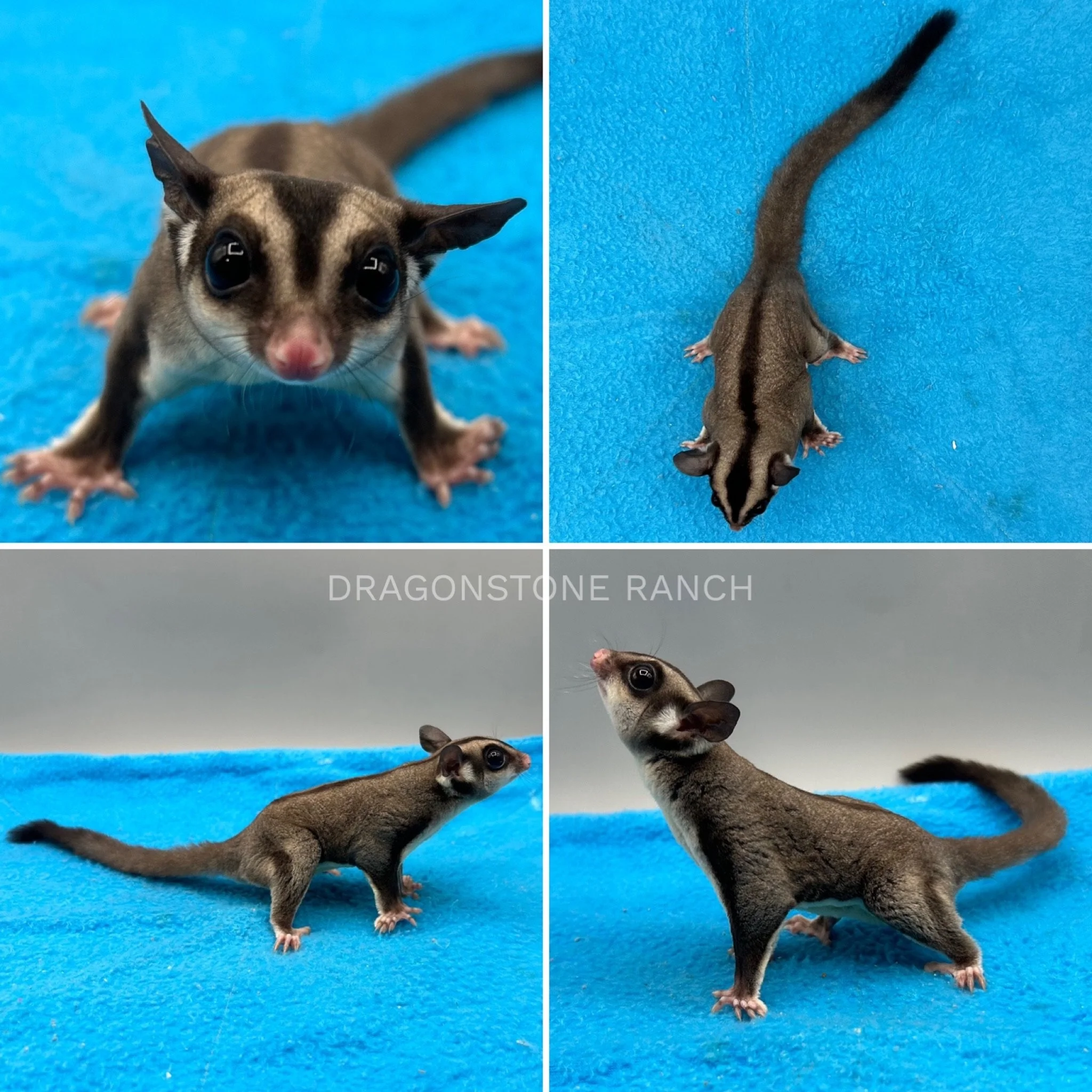 Sugar ‎Glider Babies For Sale | Dragonstone Ranch