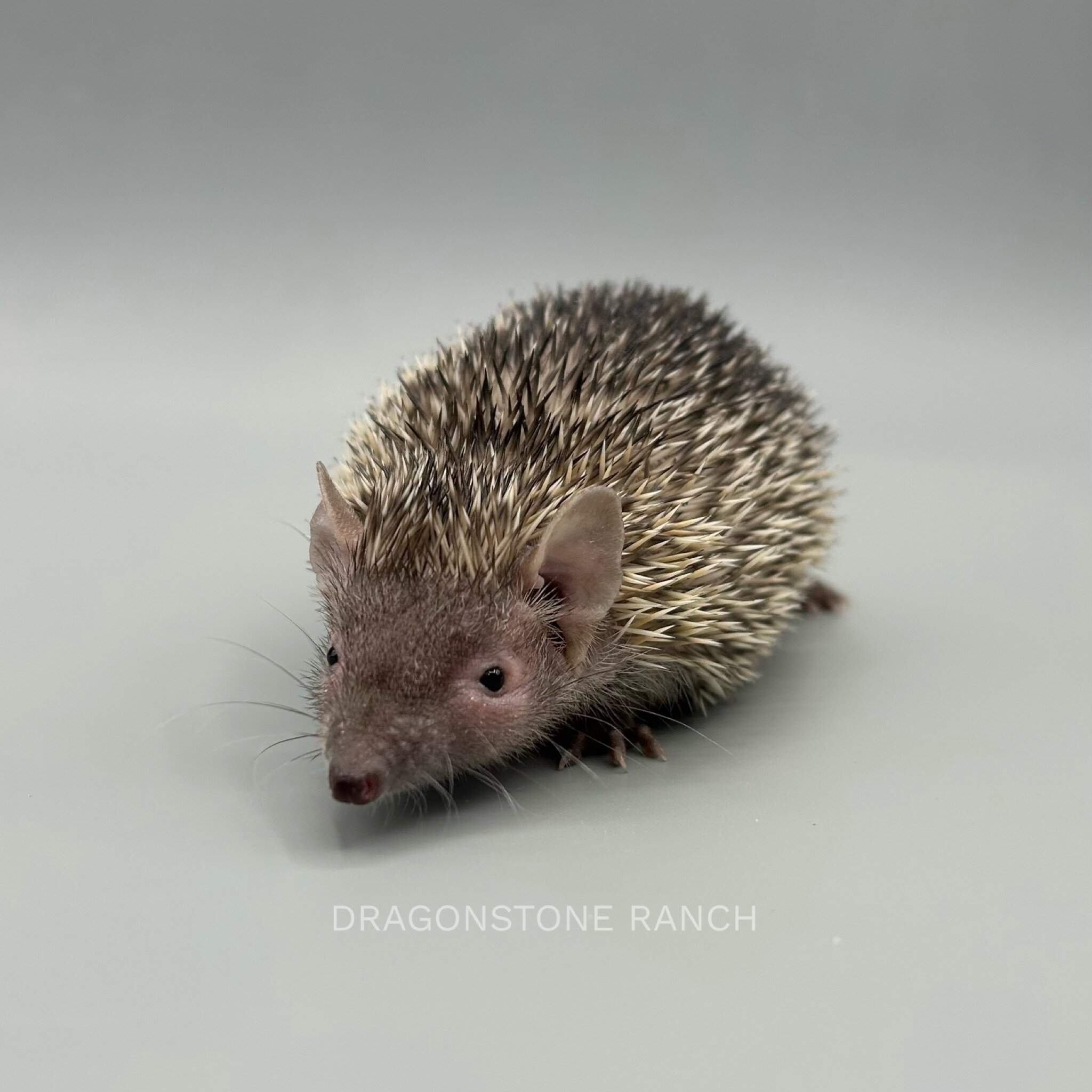 AEEB1CED-D1CE-4502-89D8-92E00A7FBAA0