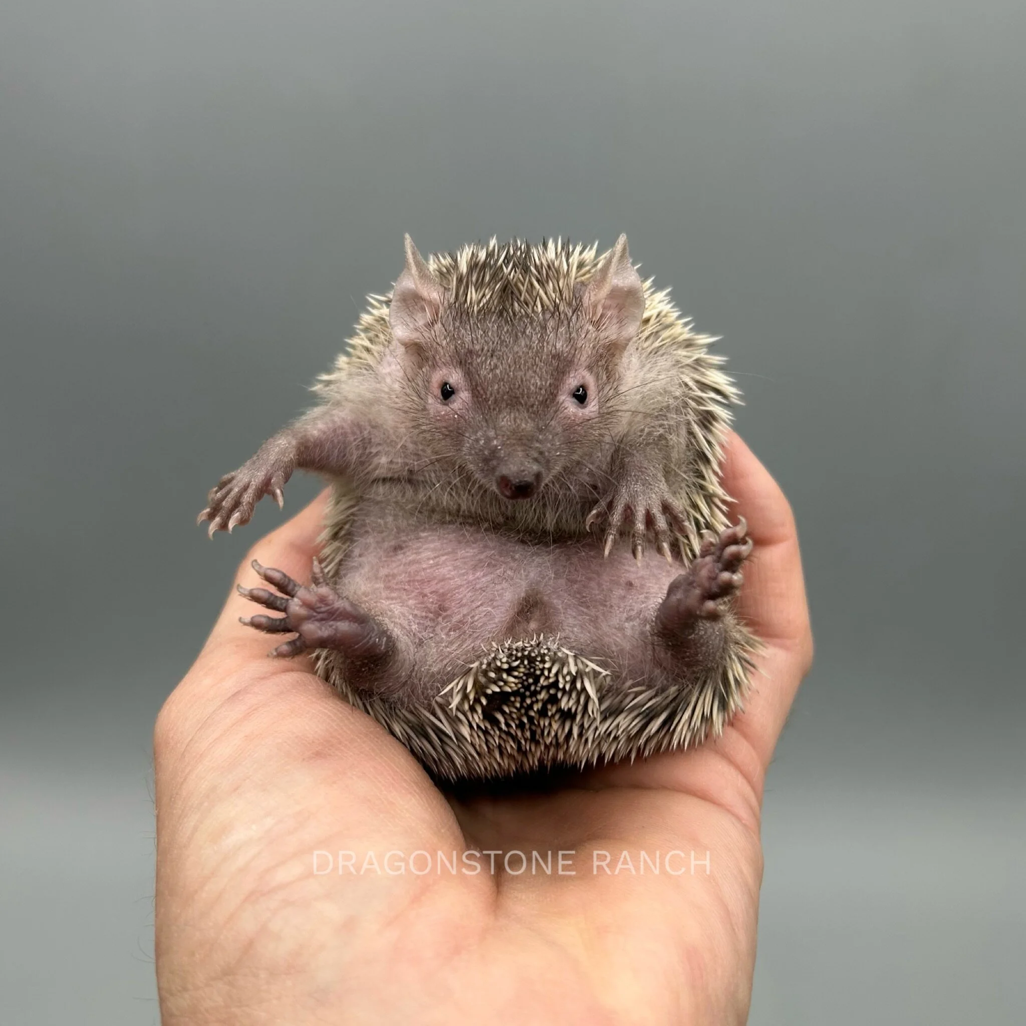 0DD4AF1C-1DFC-4FA4-90F1-933B0E9C2636