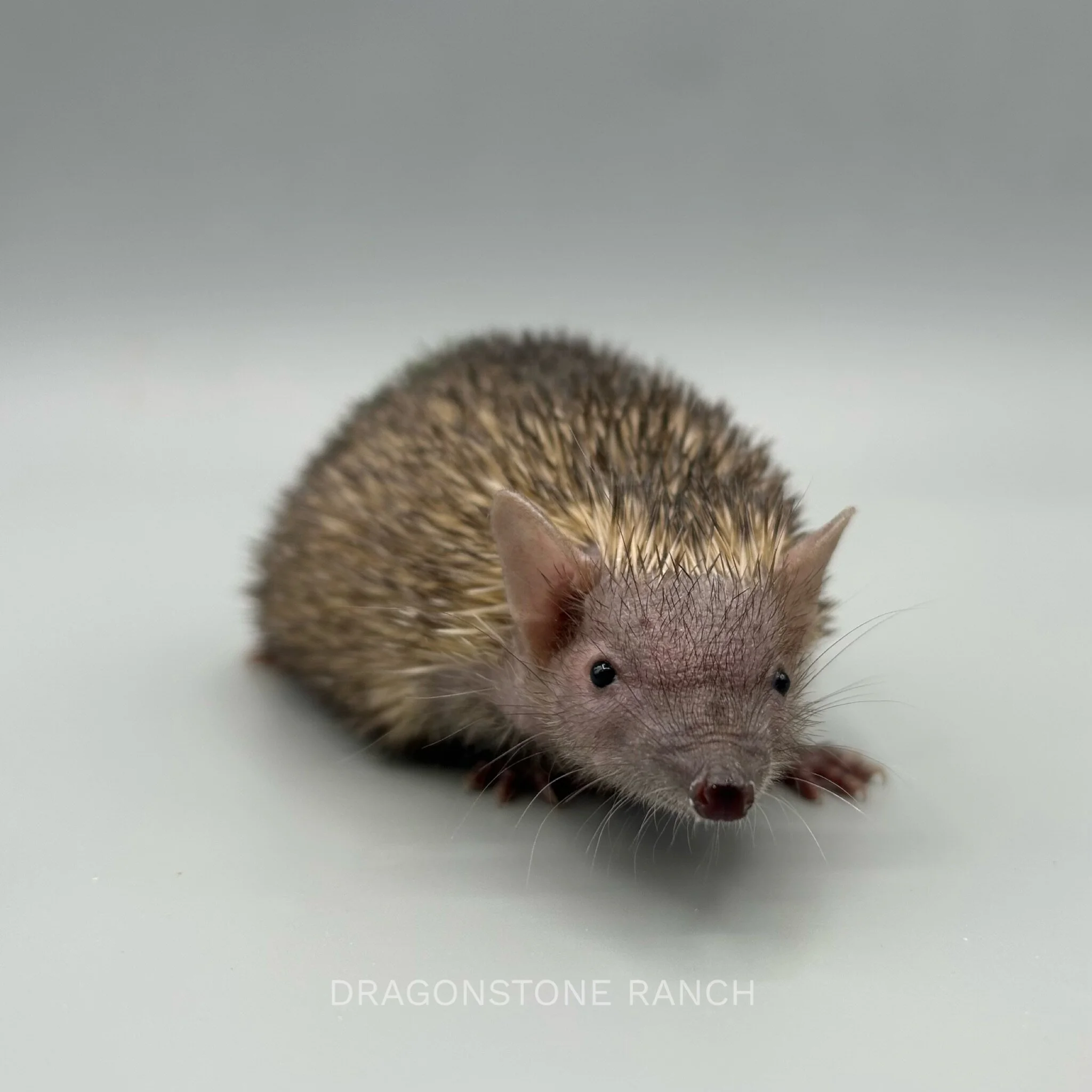 51B397F1-655C-4E47-9B91-AD51A482CA4E