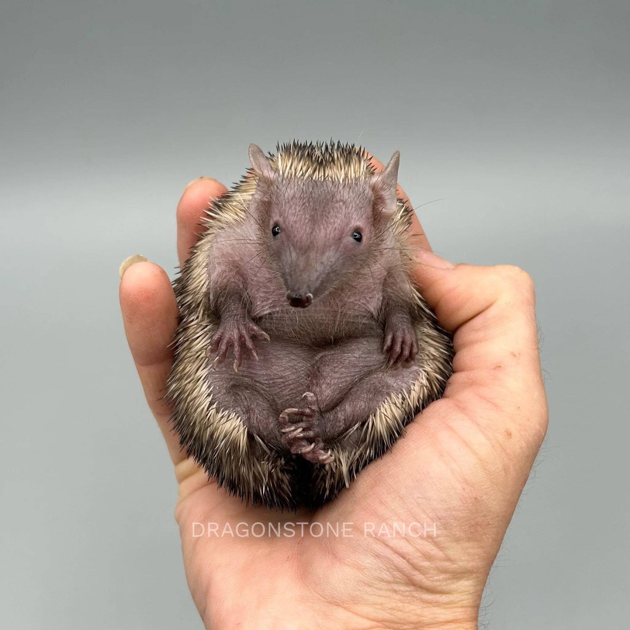 483CCBA0-D276-4820-8164-8C2F20AA5498