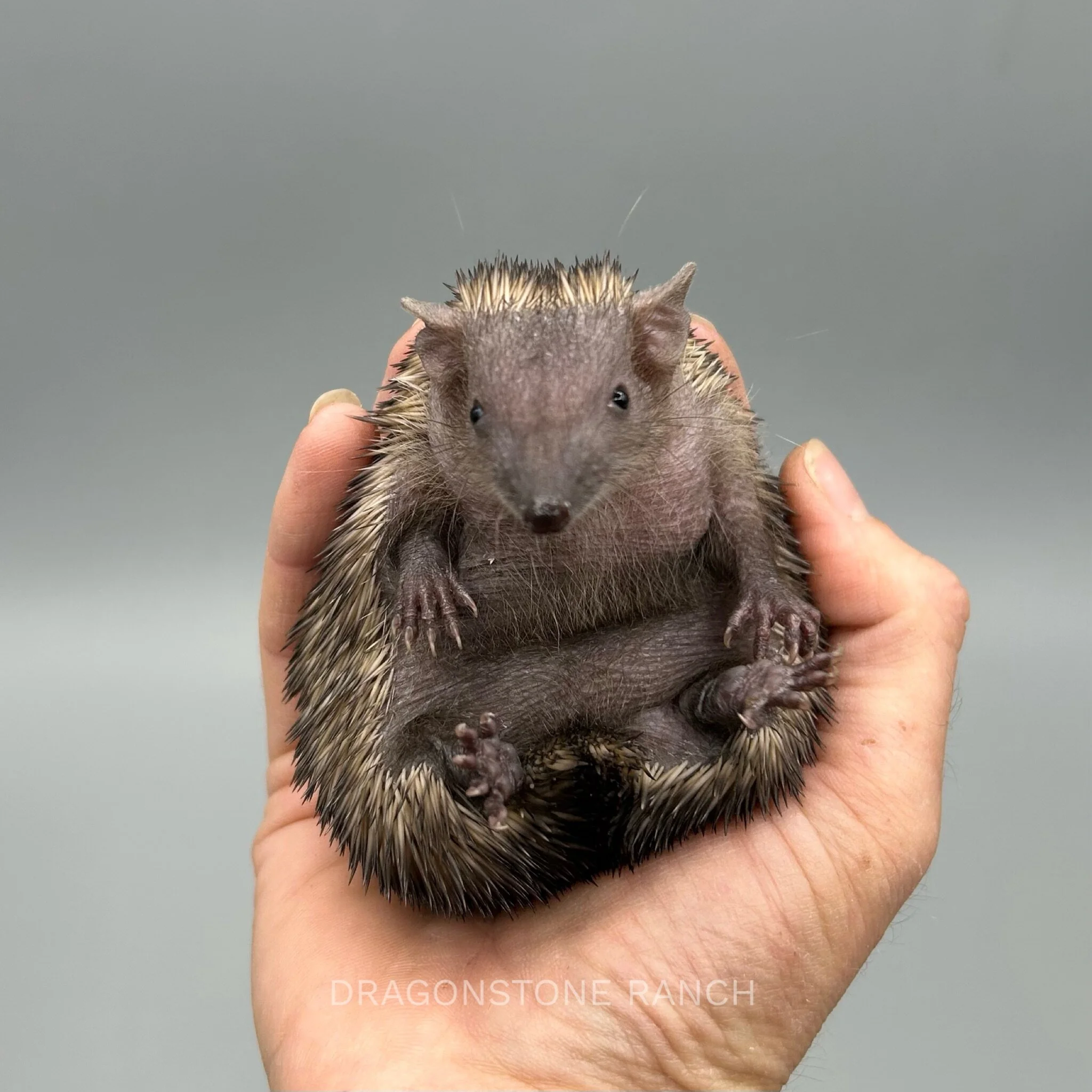 D9C40F0E-8502-46C0-BBD3-DC82FA1CD802