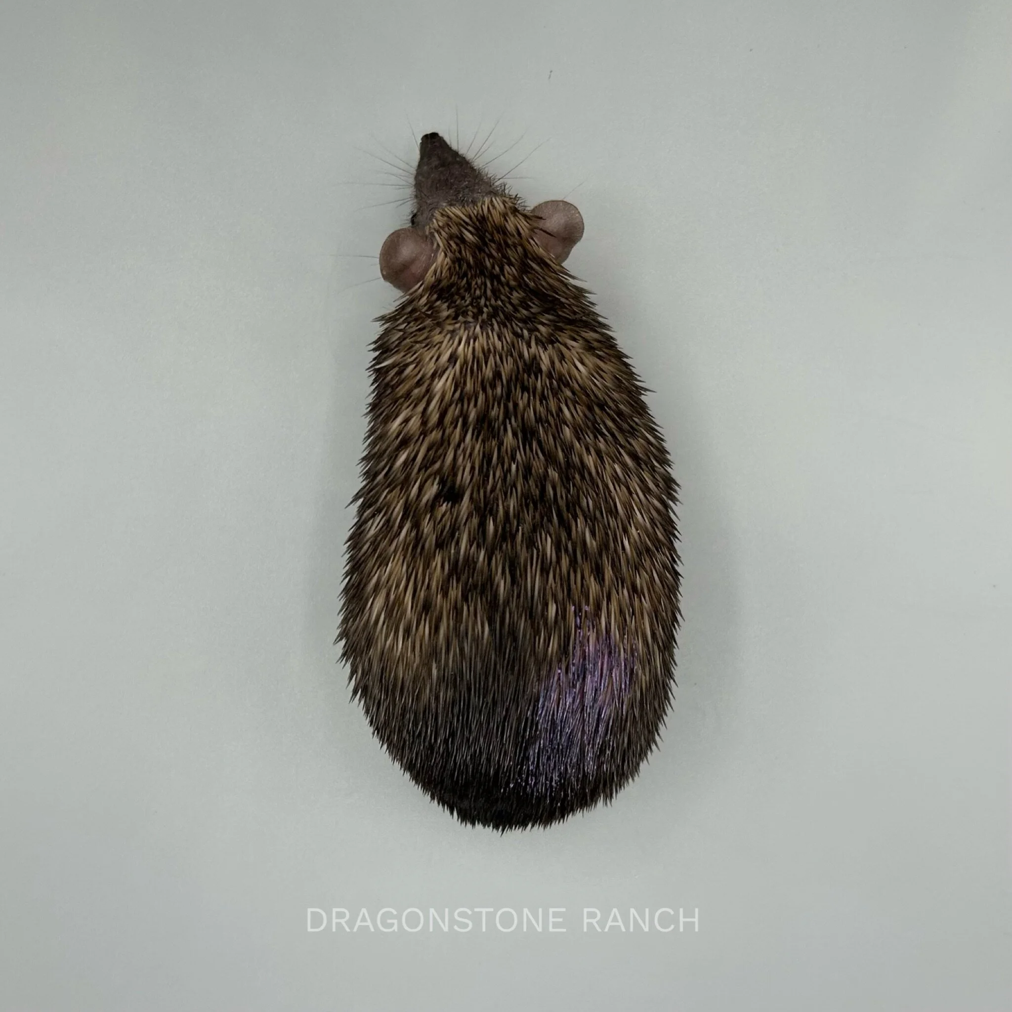 CEA8421D-388D-47B4-9E81-062DFA8D8D19