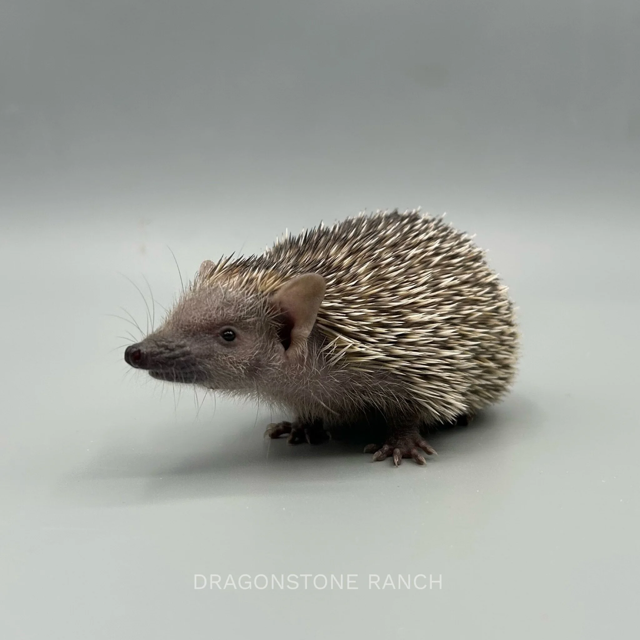 91058BB6-6F58-4459-BF38-18675671AC06